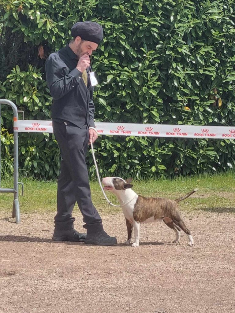 Bull Terrier miniature, Twinkle Light Teena