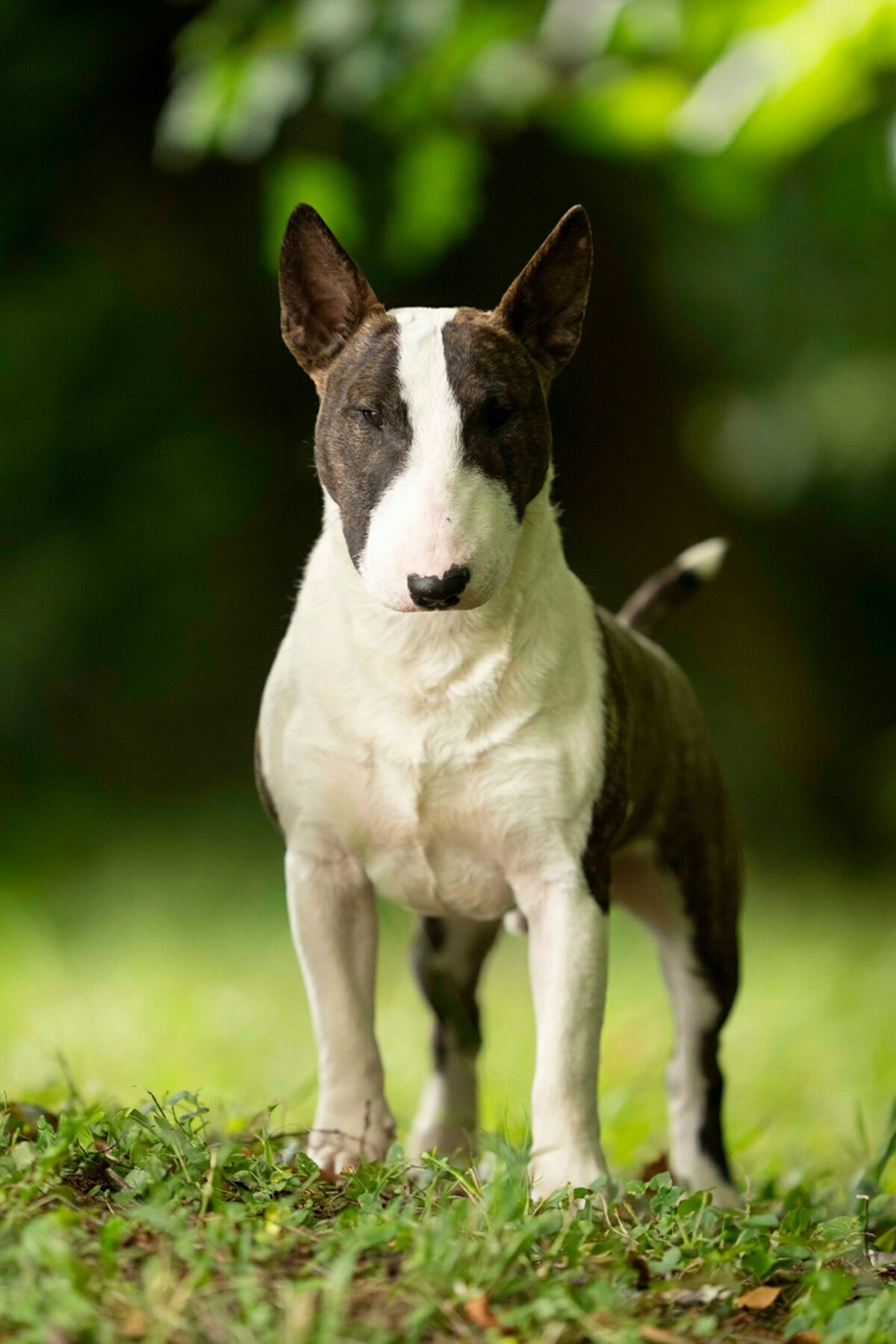 Bull Terrier miniature, Valorous Warrior