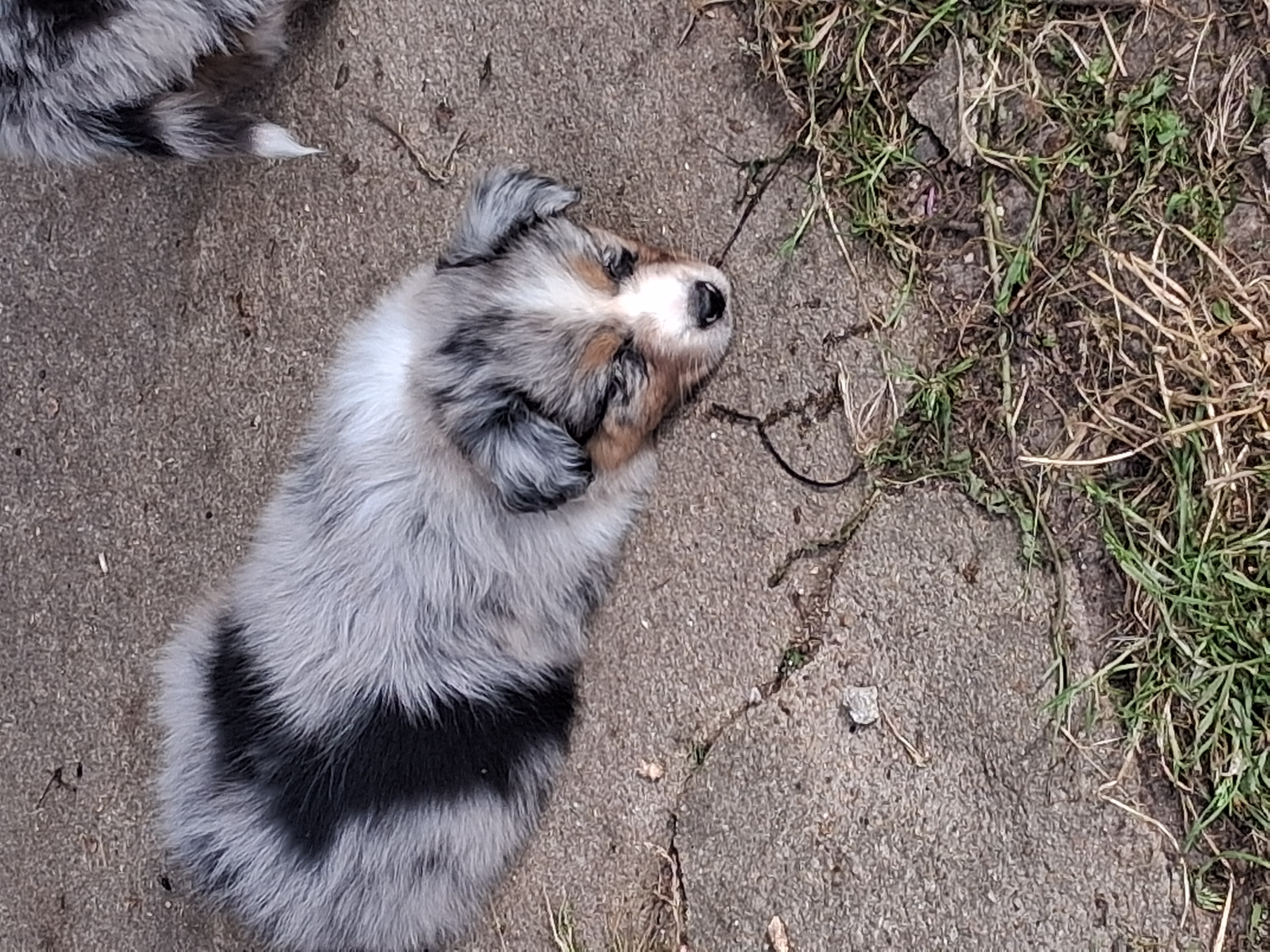 Chiot Berger Australien, Bleu merle, queue longue. Uniquement pour compagnie