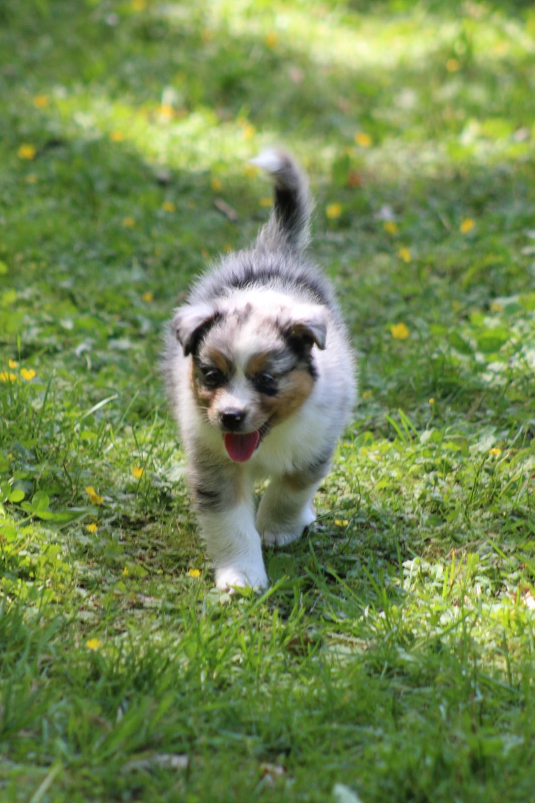 Chiot Berger Australien, Bleu merle, queue longue. Uniquement pour compagnie