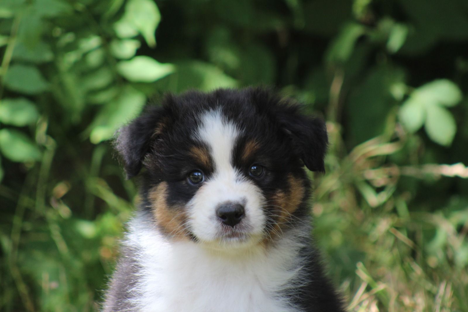 Chiot Berger Australien, Noir tricolore, queue longue. Uniquement pour compagnie.
Petite puce qui aime découvrir, tres affectueuse, je dis jamais non pour des câlins