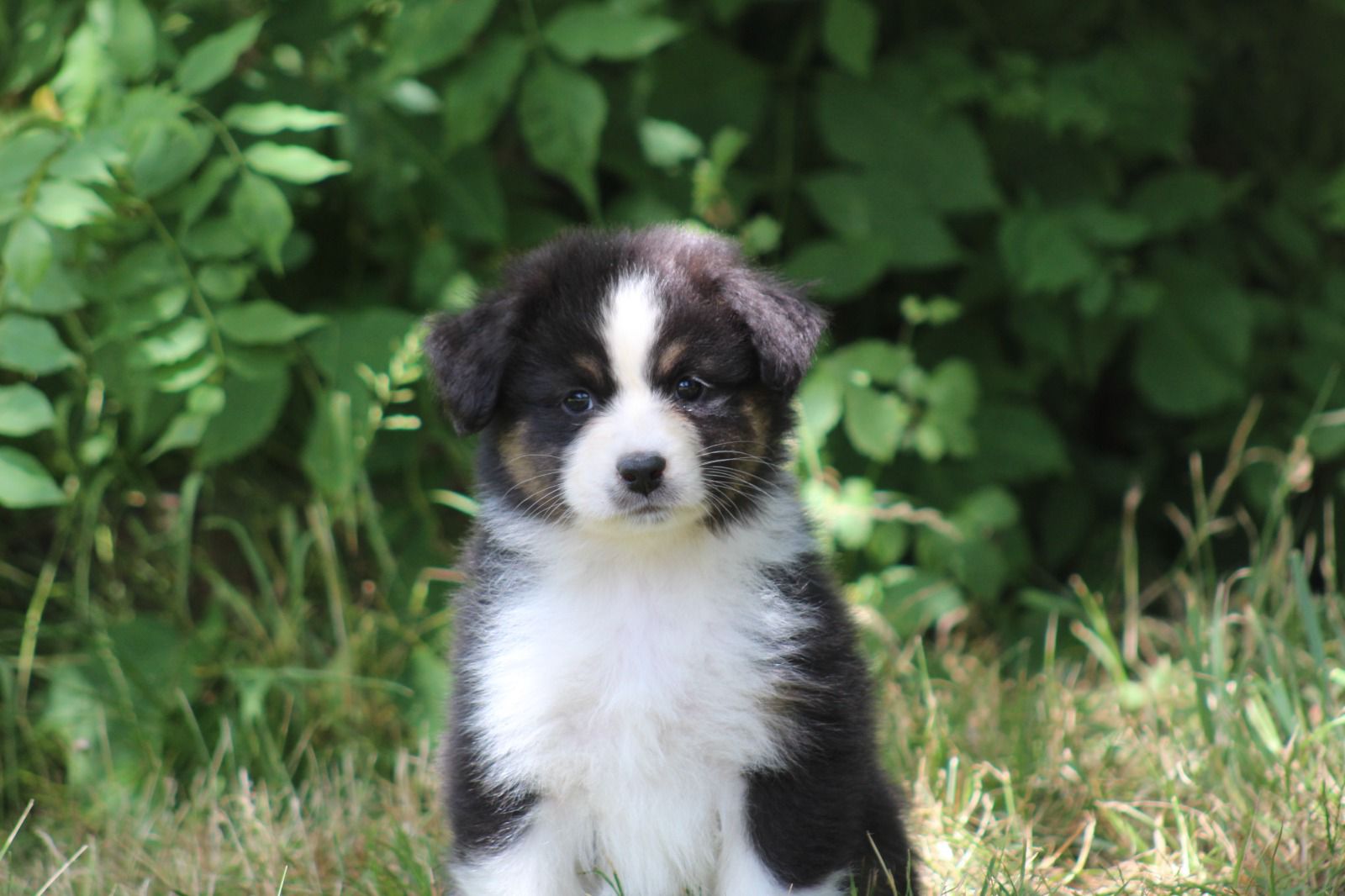 Chiot Berger Australien, Noir tricolore, queue longue. Pour compagnie. Petite puce tres câline, discrète, joueuse. Elle peut convenir pour un premier chien