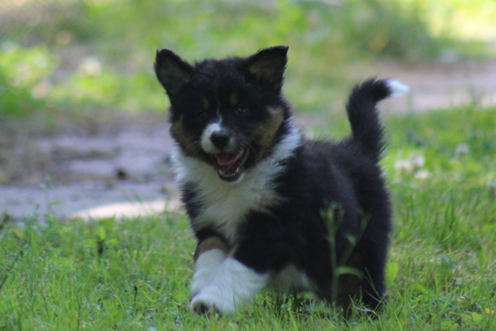 Chiot Berger Australien, Noir tricolore, queue longue