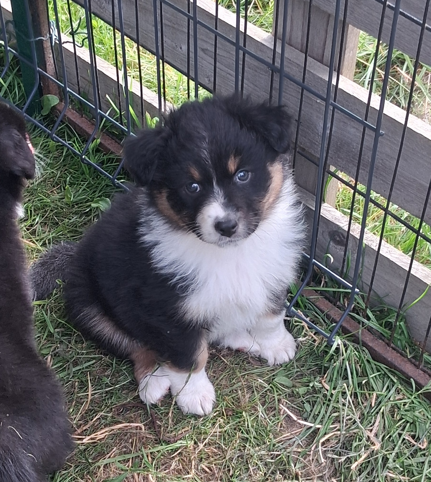 Chiot Berger Australien, Noir tricolore, queue longue