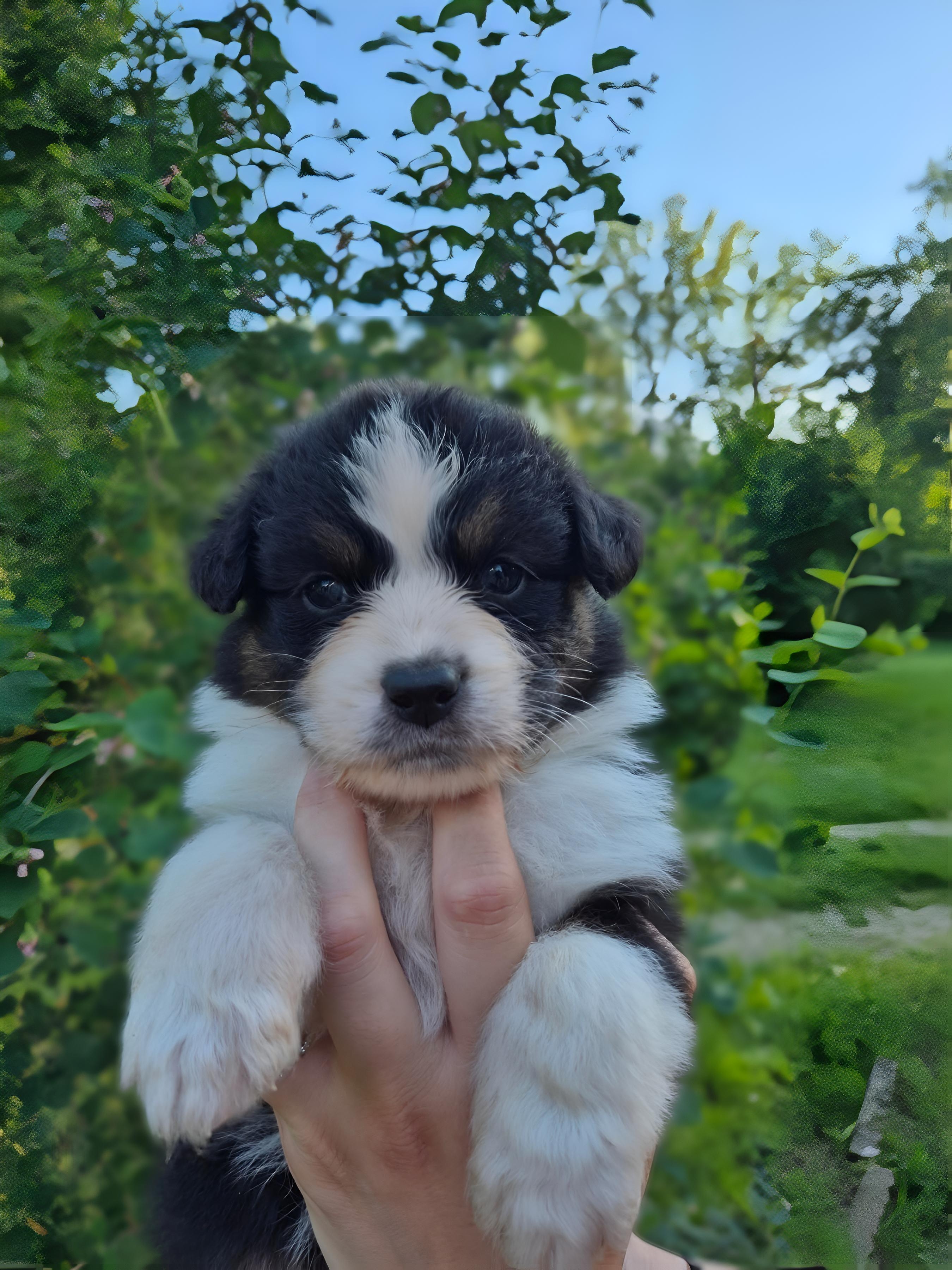 Chiot Berger Australien, Noir tricolore, queue longue. Uniquement pour compagnie