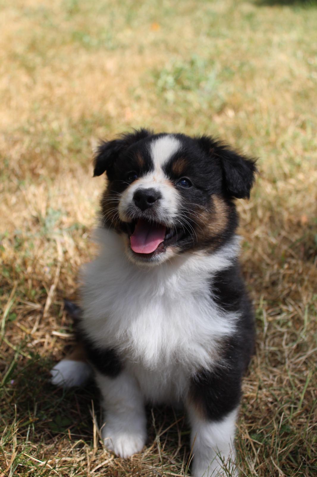 Chiot Berger Australien, Noir tricolore, queue longue. Uniquement pour compagnie.
Petite puce tres câline, adore le contact, elle est intrépide, curieuse