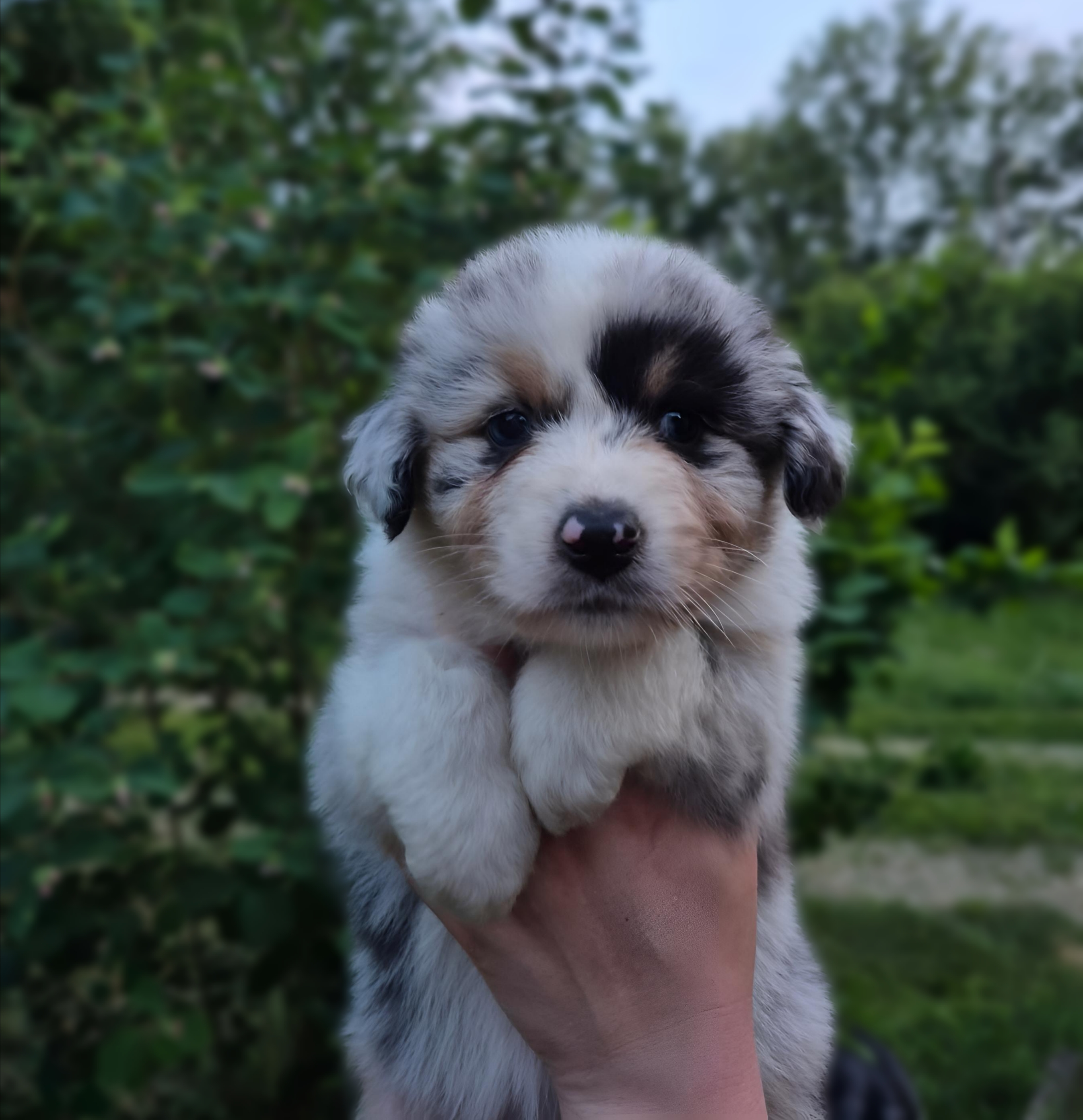 Chiot Berger Australien, Bleu merle, queue longue, yeux bleus. Uniquement pour compagnie