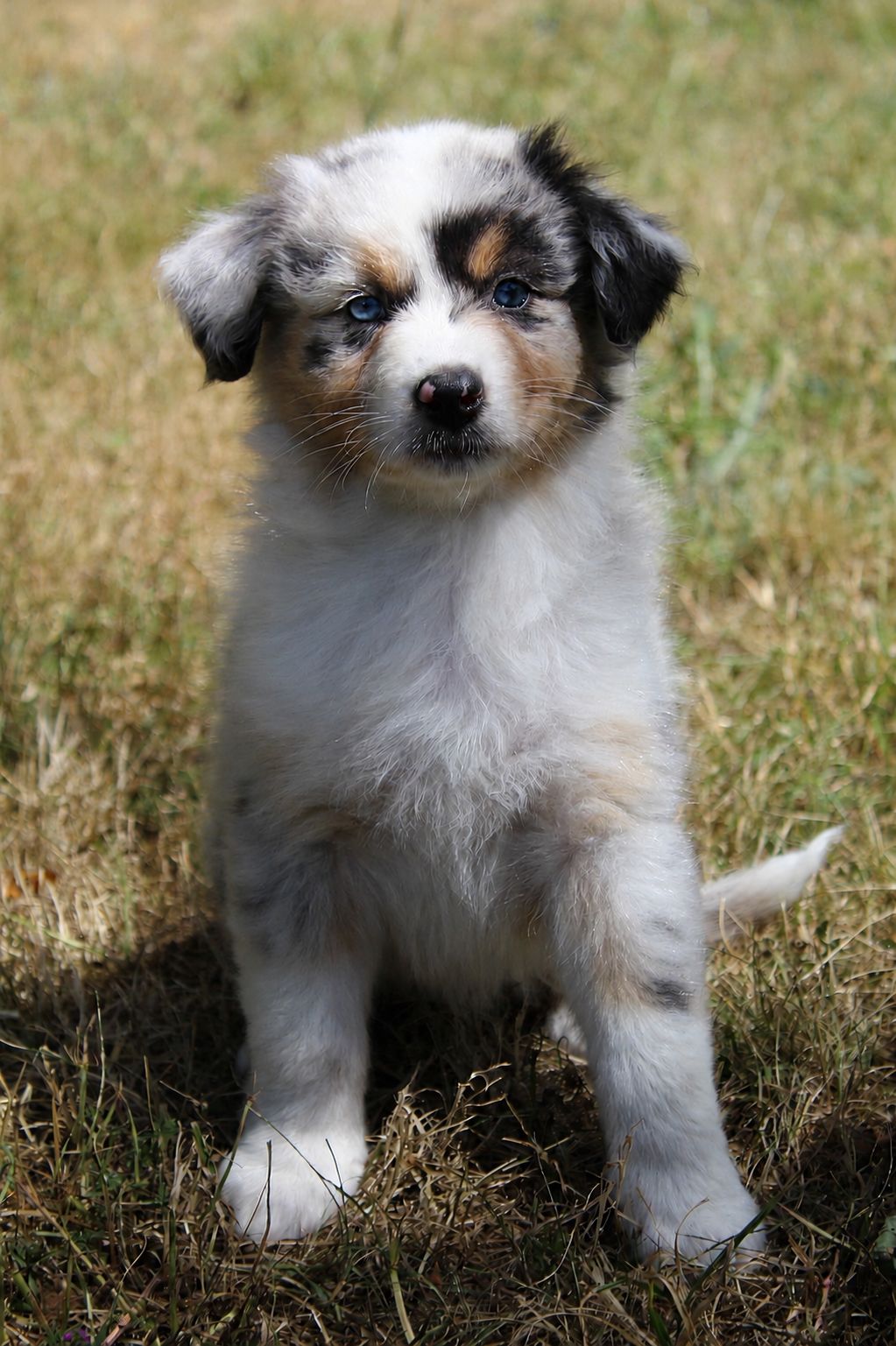 Chiot Berger Australien, Bleu merle, queue longue, yeux bleus. Uniquement pour compagnie.
Ijolie femelle, douce, joueuse, adore également le contact
