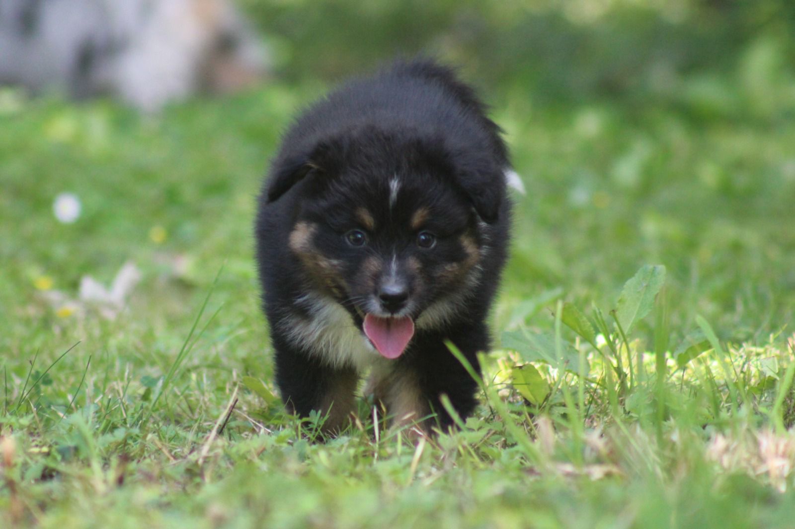 Chiot Berger Australien, Noir tricolore, queue longue. Uniquement pour compagnie.
Un loulou tres glue, très joueur, aime l'attention et adore les câlins