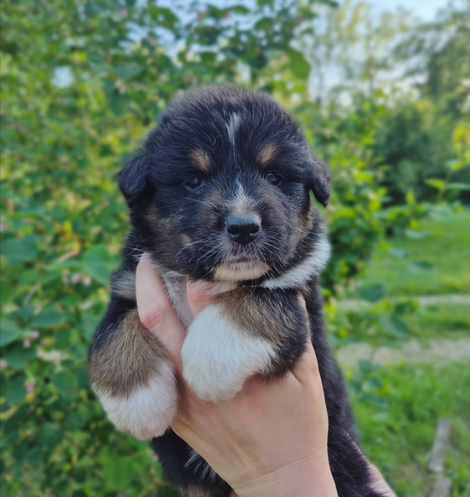 Chiot Berger Australien, Noir tricolore, queue longue. Uniquement pour compagnie