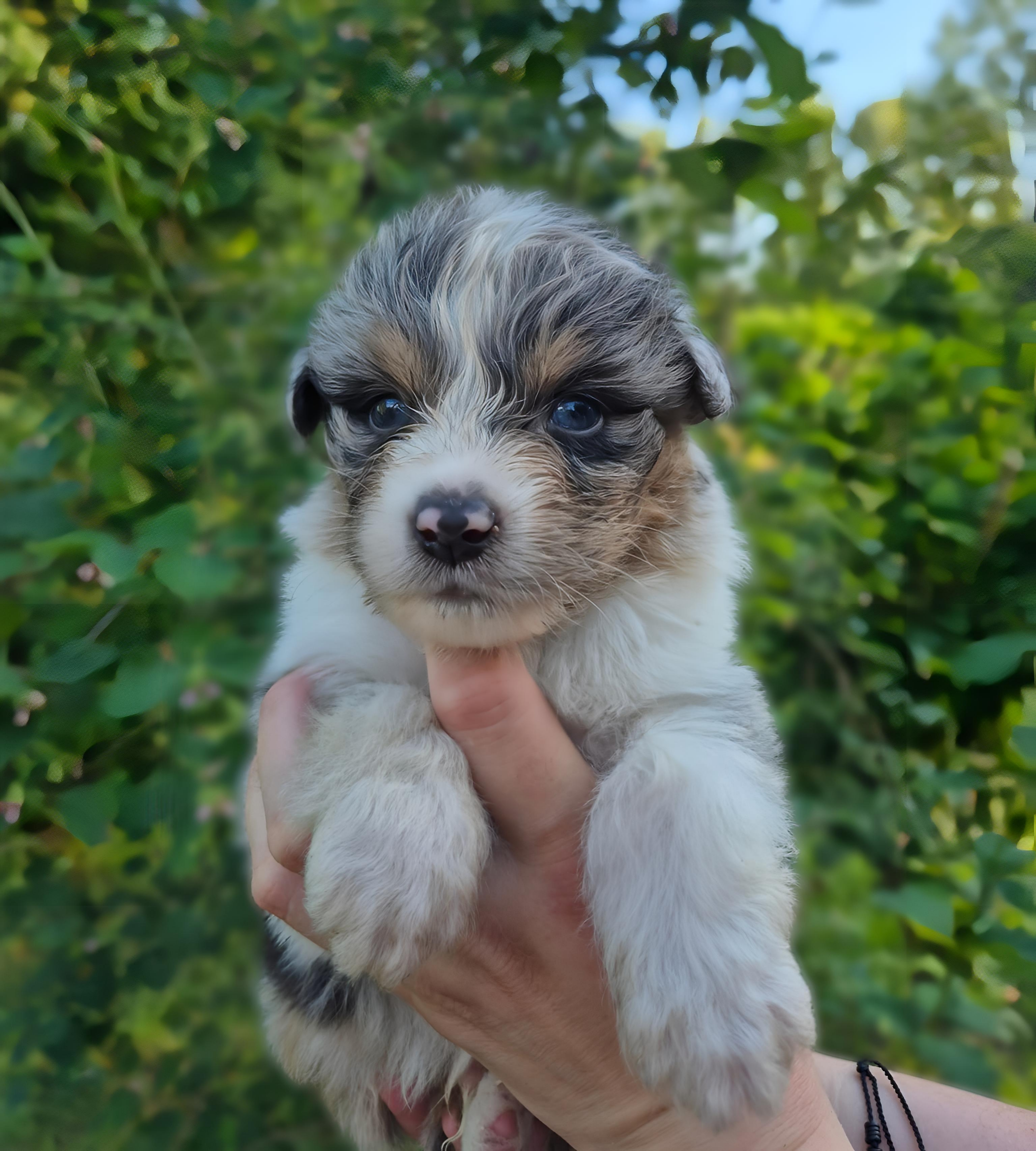Chiot Berger Australien, Bleu merle, queue longue. Uniquement pour compagnie