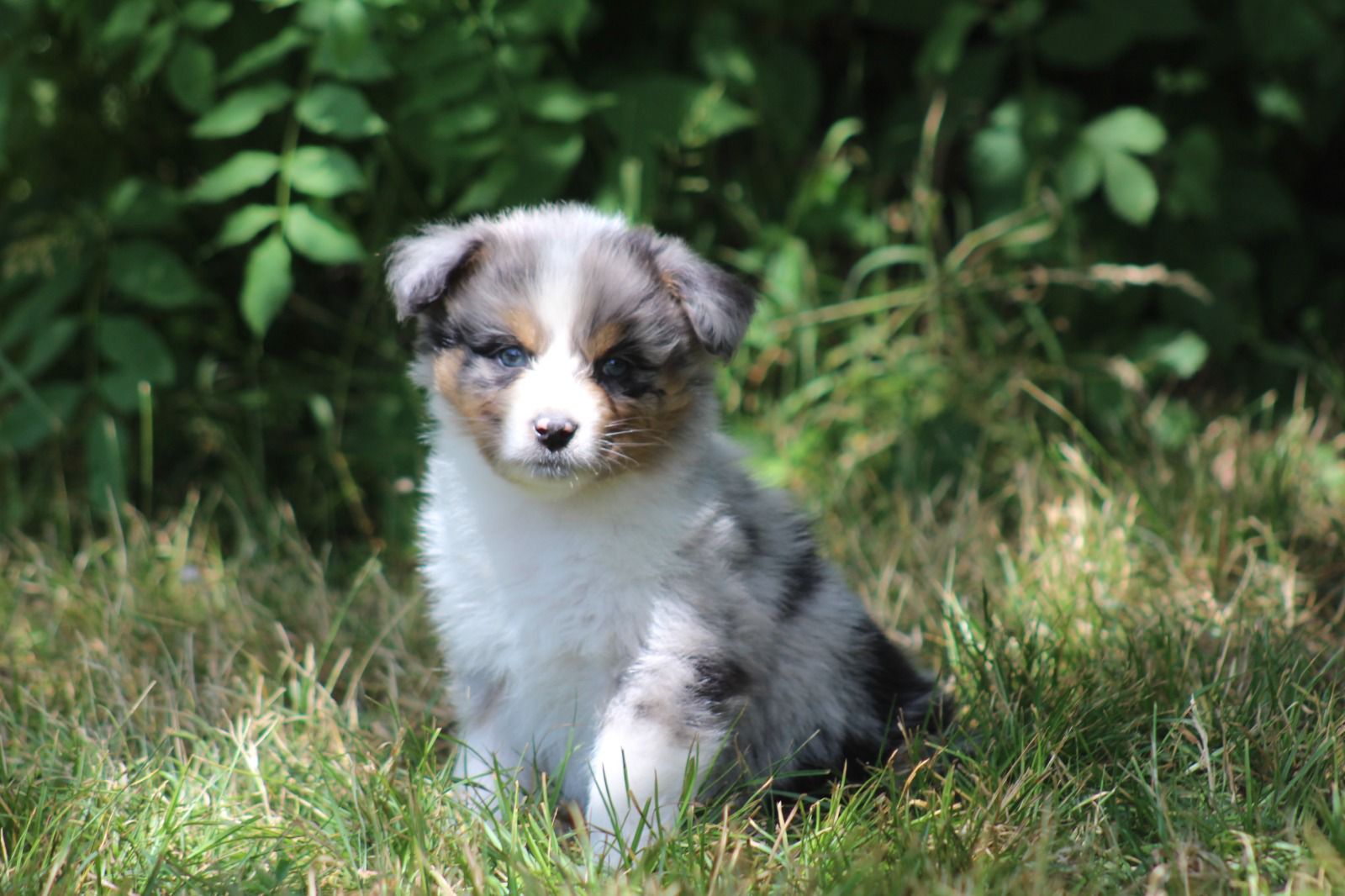 Chiot Berger Australien, Bleu merle, queue longue. Uniquement pour compagnie