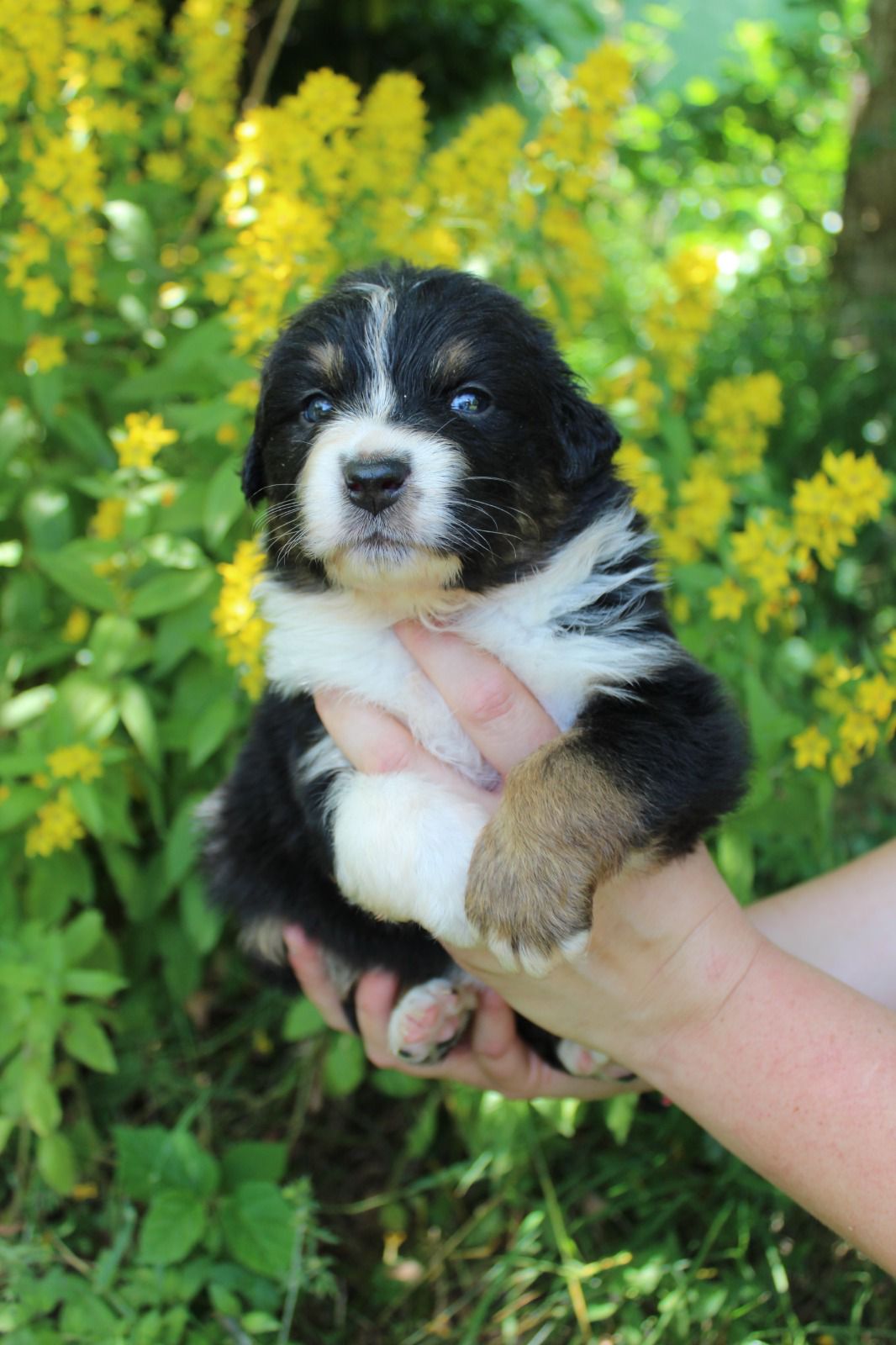 Chiot Berger Australien, Noir tricolore, queue longue. Pour compagnie