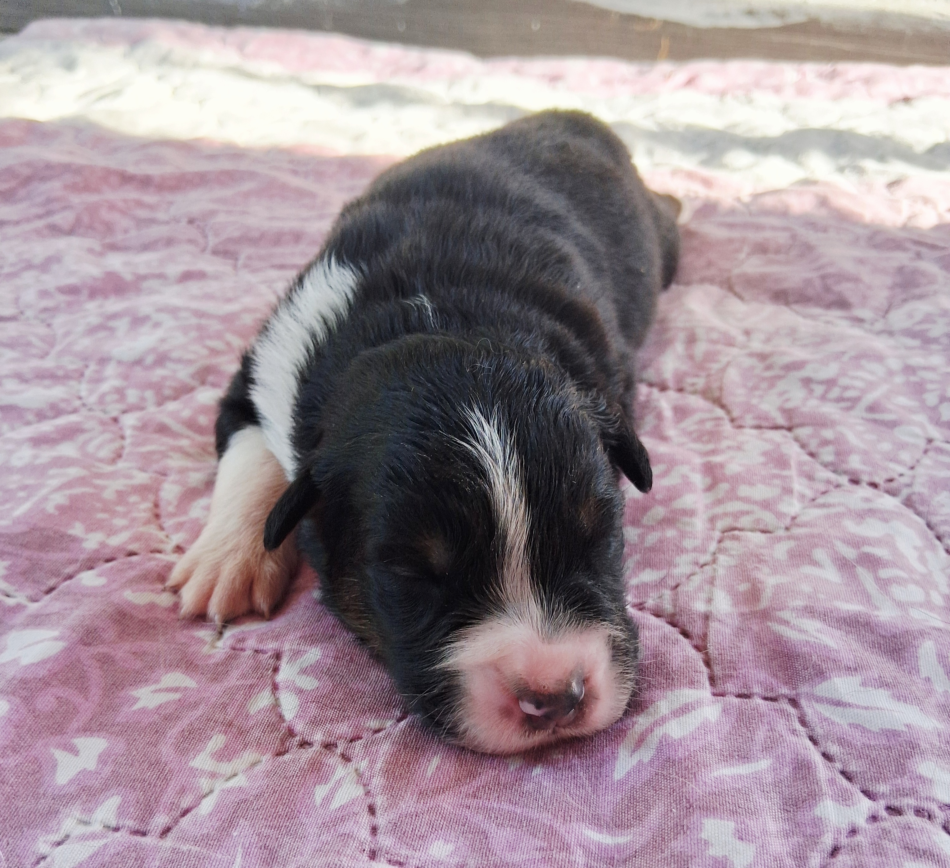 Chiot Berger Australien, Noir tricolore, queue longue. Pour compagnie