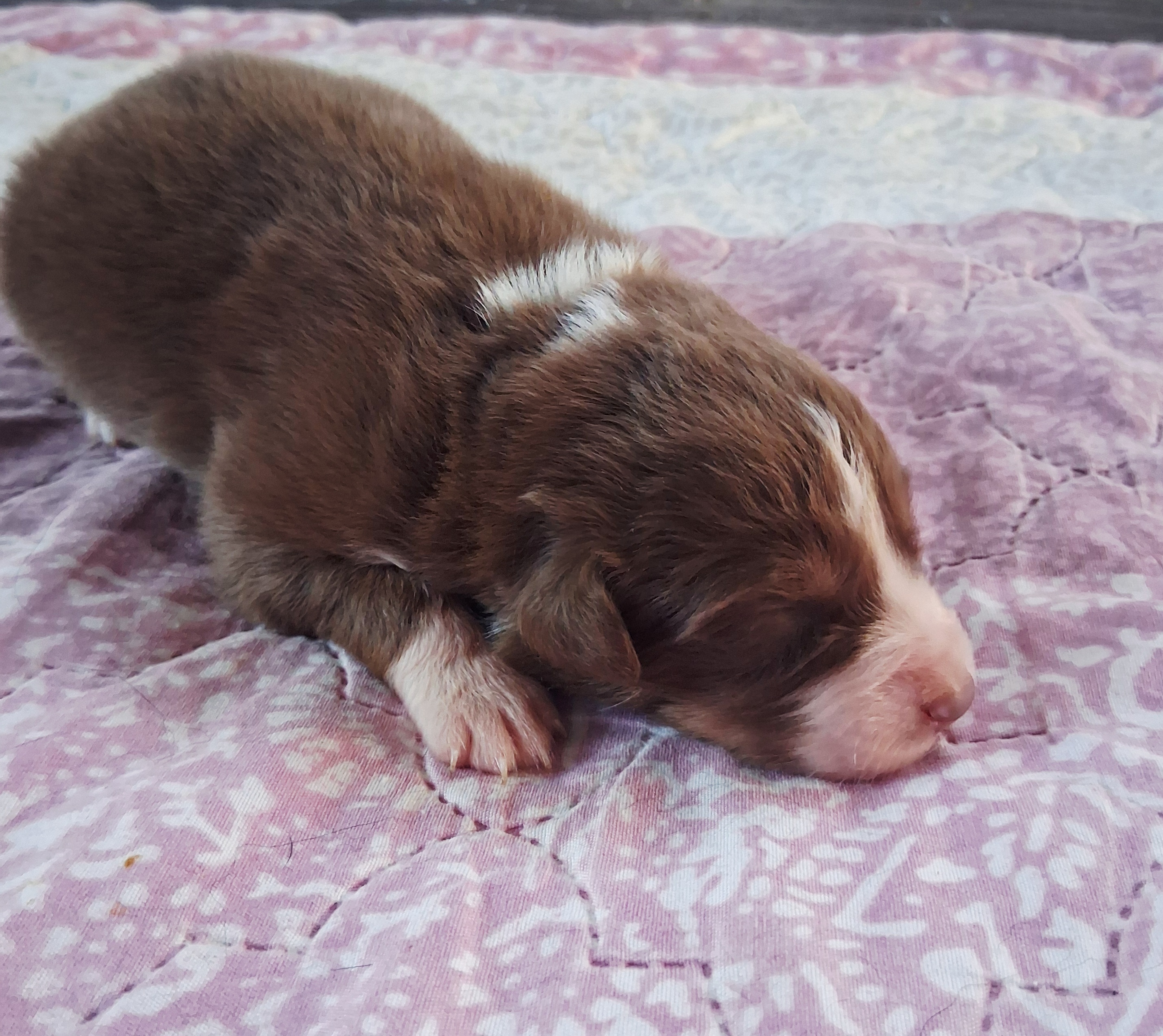 Chiot Berger Australien, Rouge tricolore, queue courte. Pour compagnie