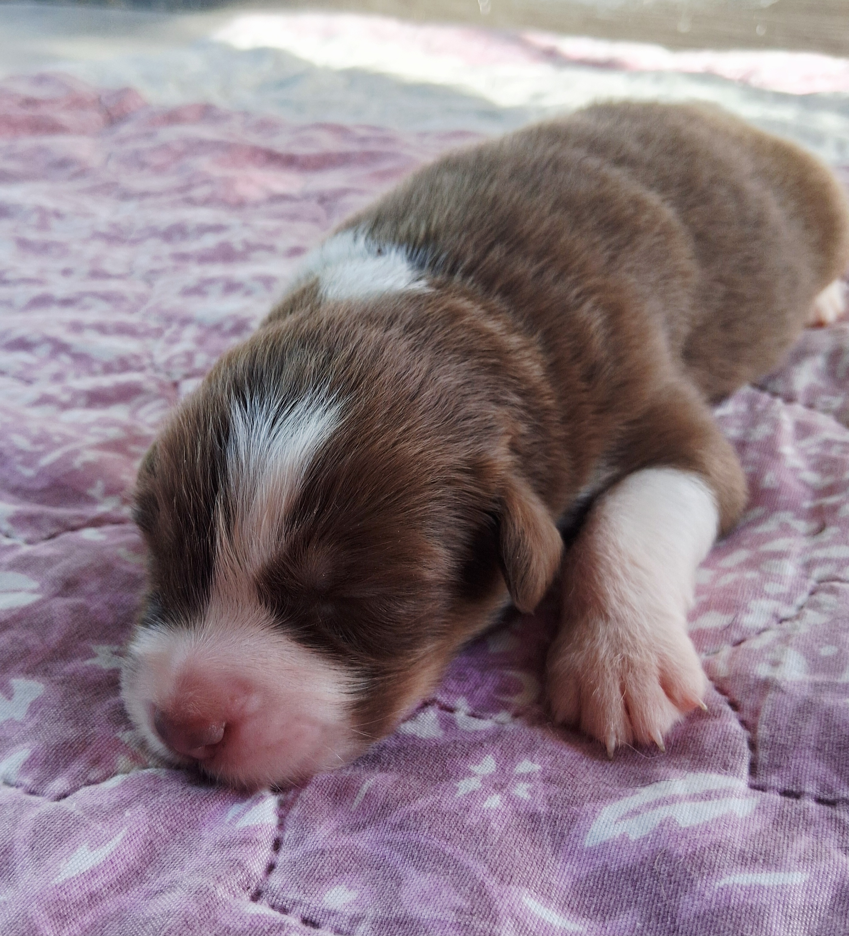 Chiot Berger Australien, Rouge tricolore, queue courte. Pour compagnie