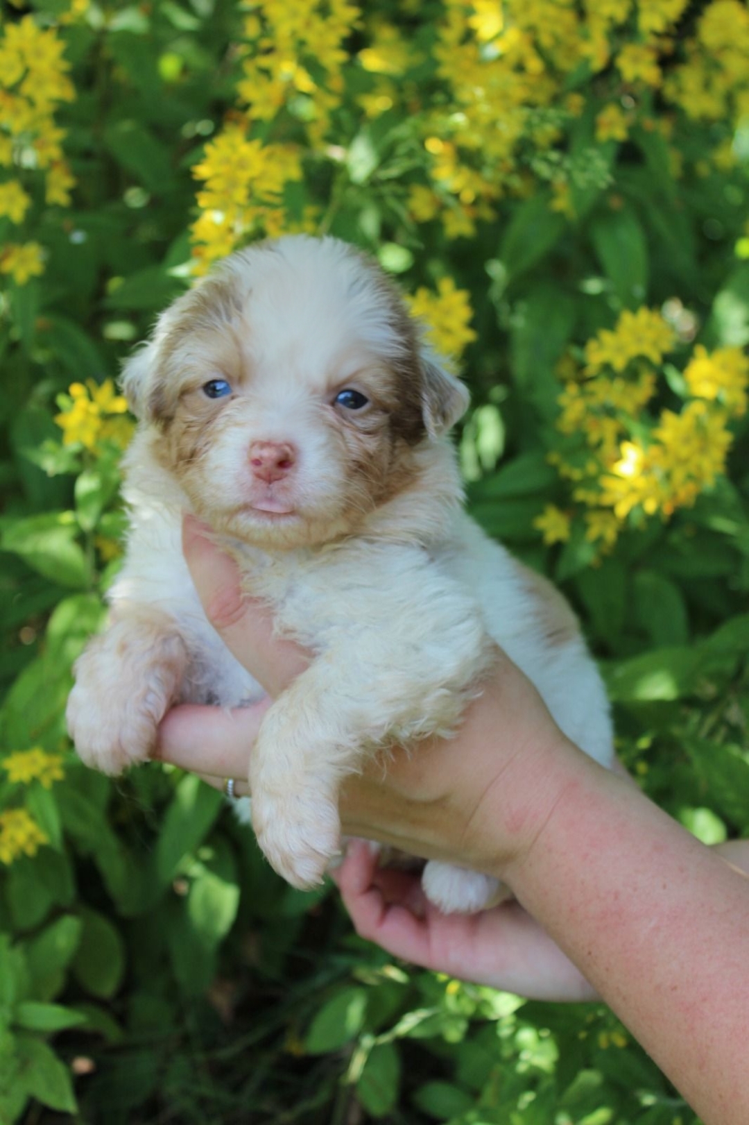Chiot Berger Australien, Rouge merle, queue courte. Pour compagnie