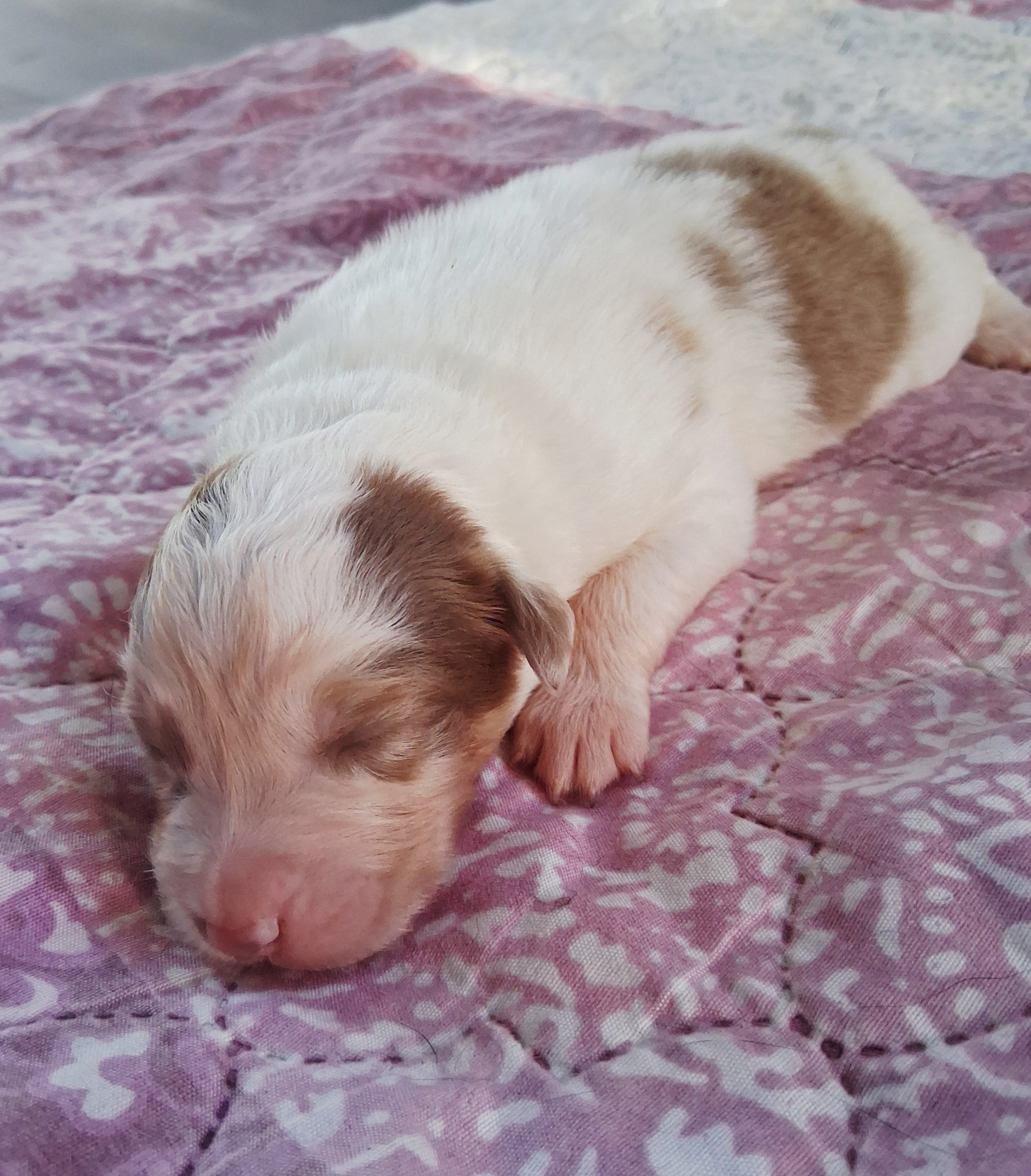 Chiot Berger Australien, Rouge merle, queue courte. Pour compagnie