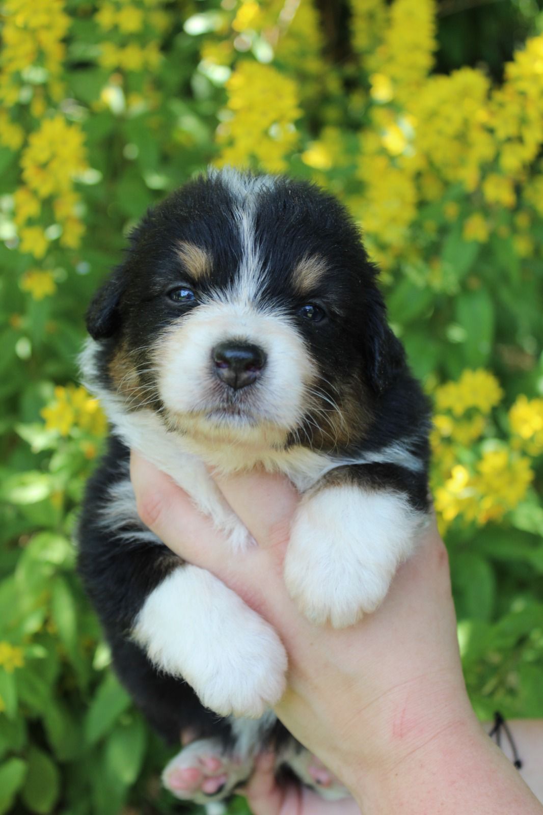 Chiot Berger Australien, Noir tricolore, queue longue. Pour compagnie