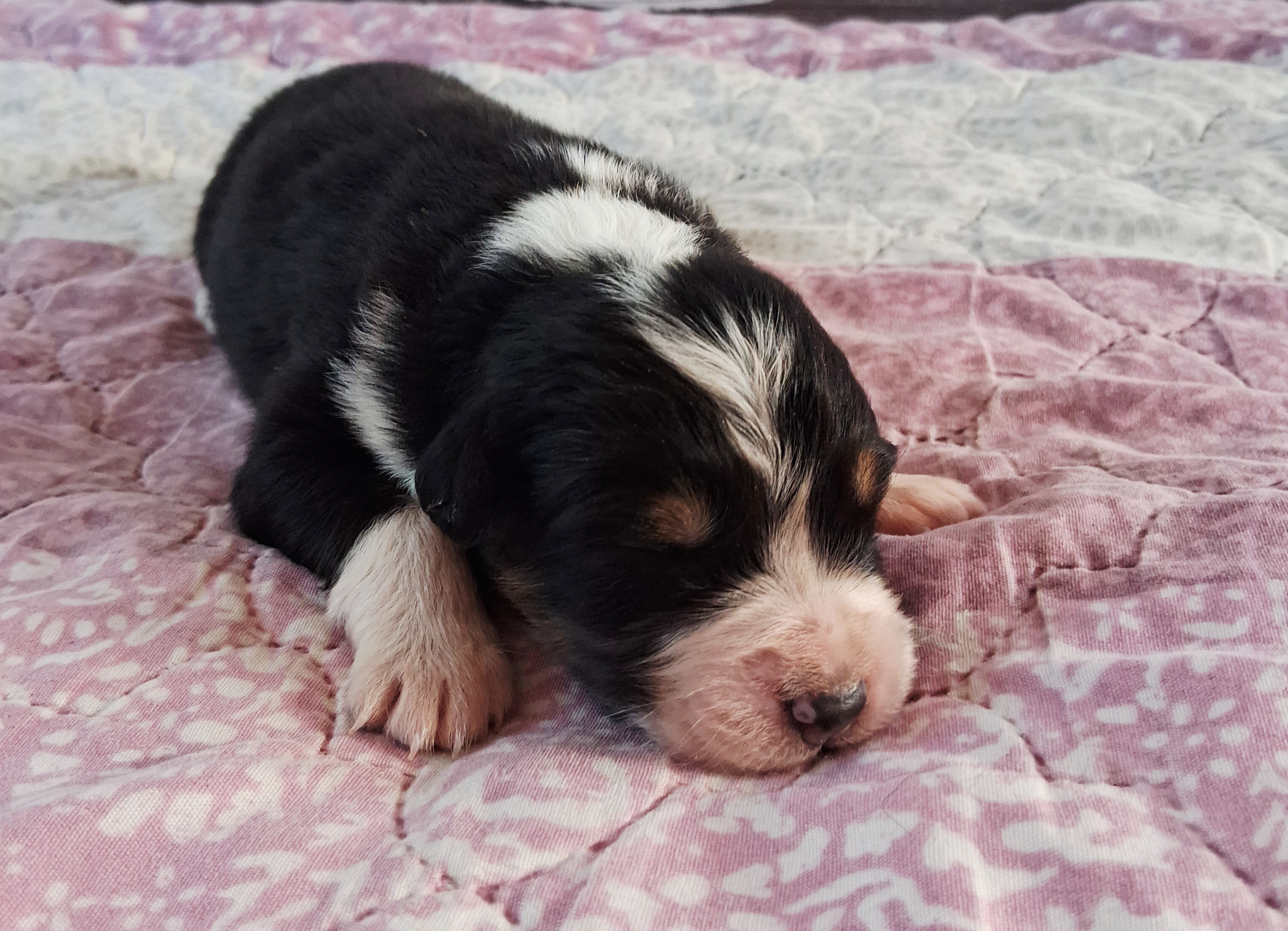 Chiot Berger Australien, Noir tricolore, queue longue. Pour compagnie