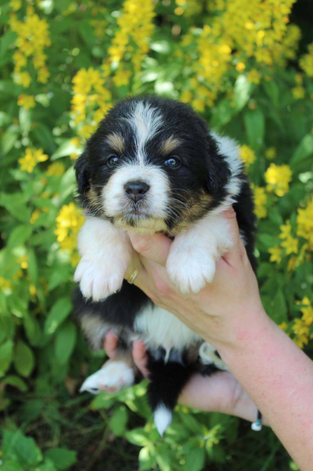 Chiot Berger Australien, Noir tricolore, queue longue. Pour compagnie