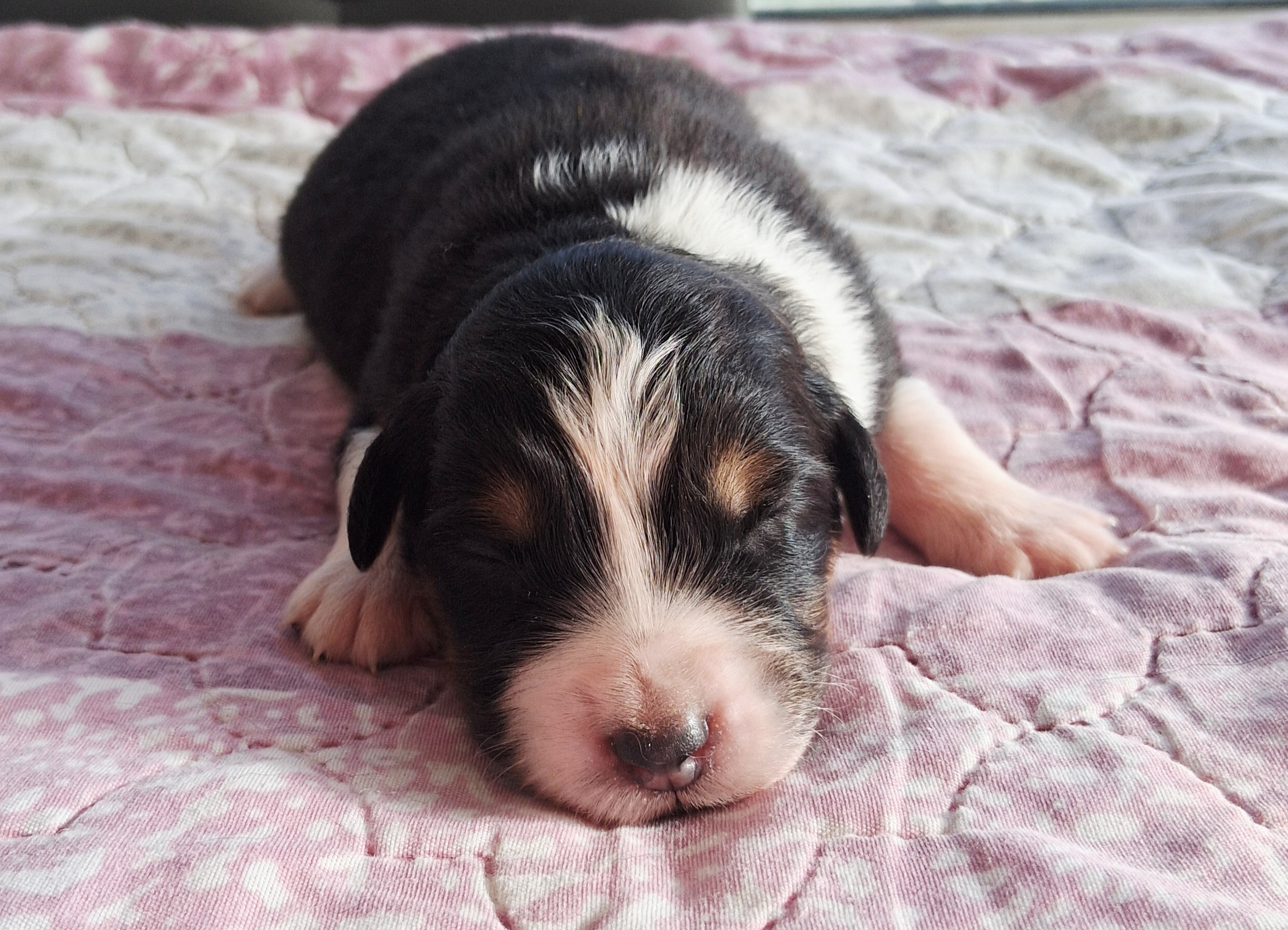 Chiot Berger Australien, Noir tricolore, queue longue. Pour compagnie