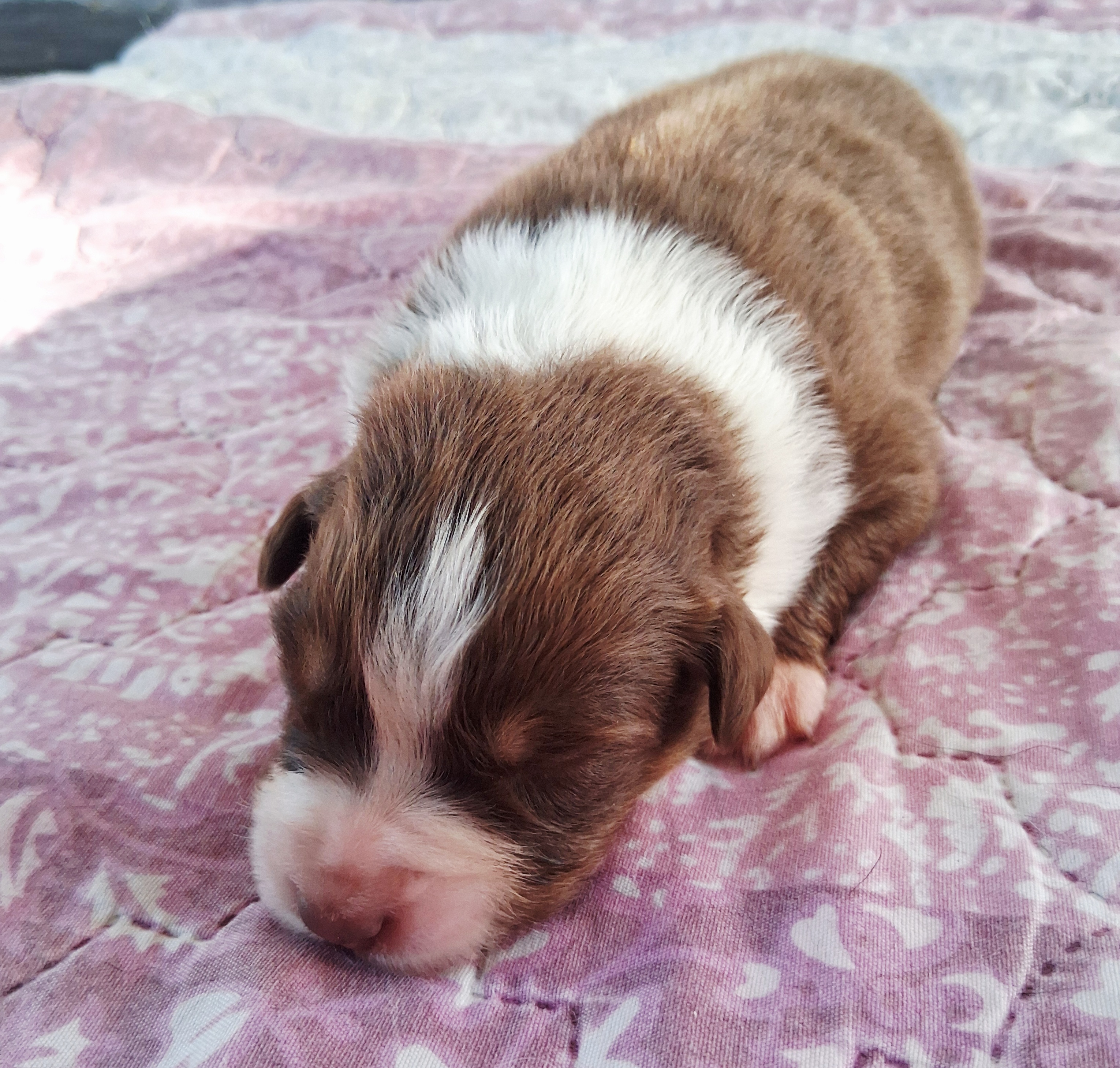 Chiot Berger Australien, Rouge tricolore, queue longue. Pour compagnie