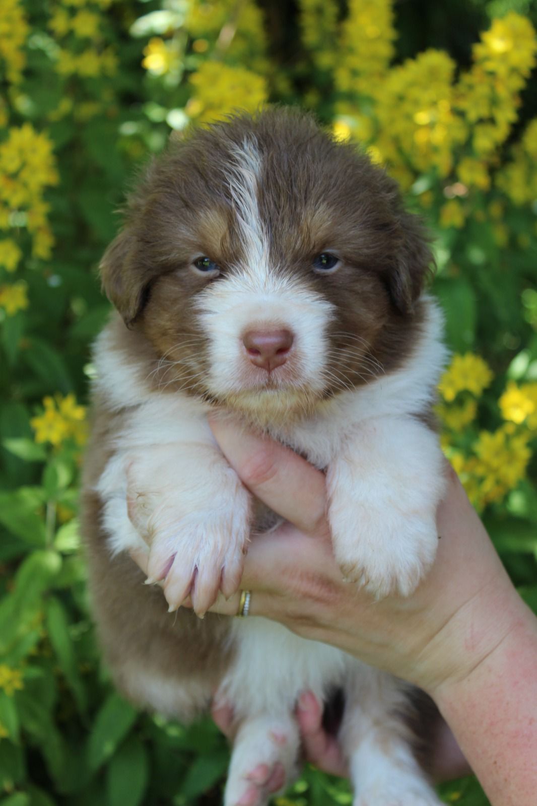 Chiot Berger Australien, Rouge tricolore, queue longue. Pour compagnie