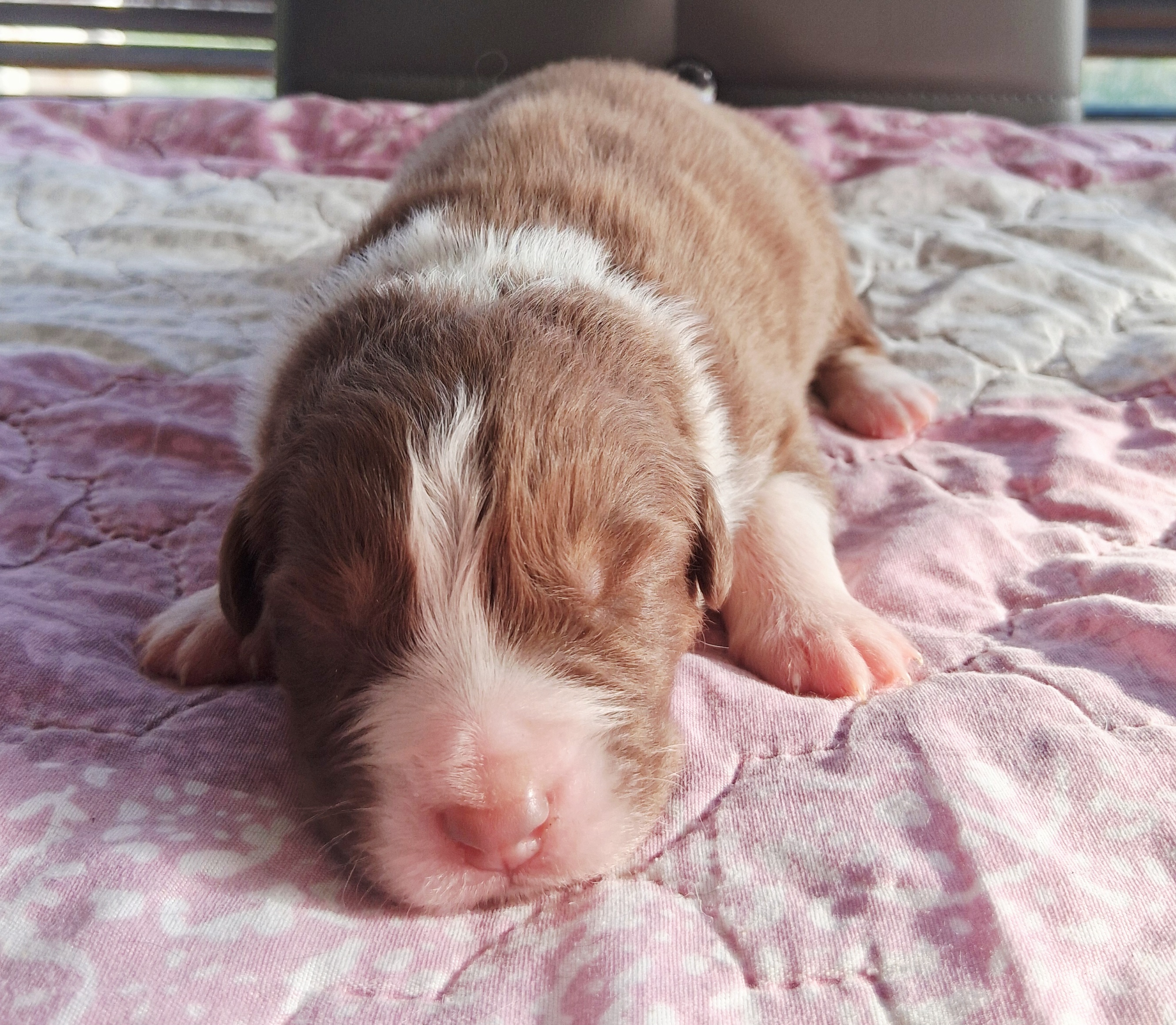 Chiot Berger Australien, Rouge tricolore, queue longue. Pour compagnie