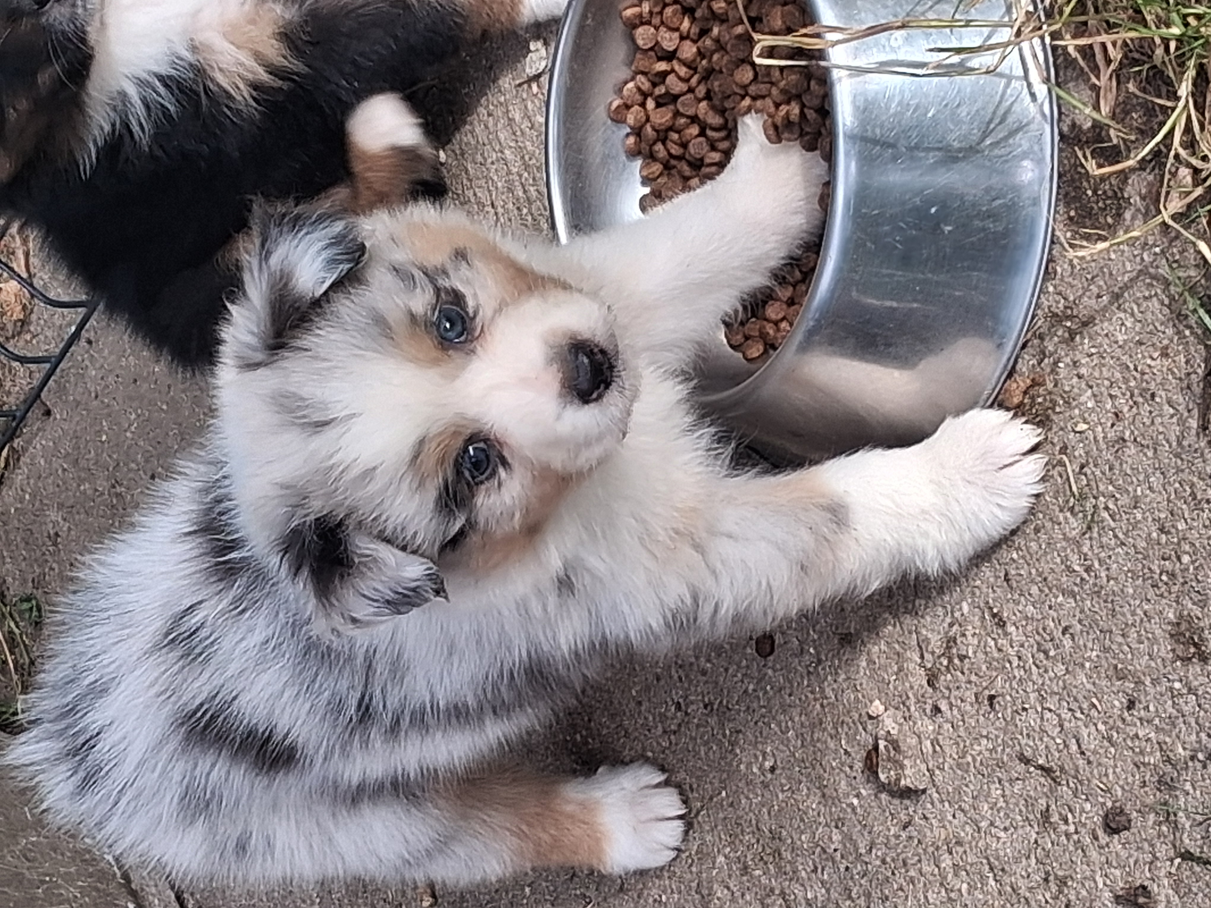 Chiot Berger Australien, Bleu merle, queue longue