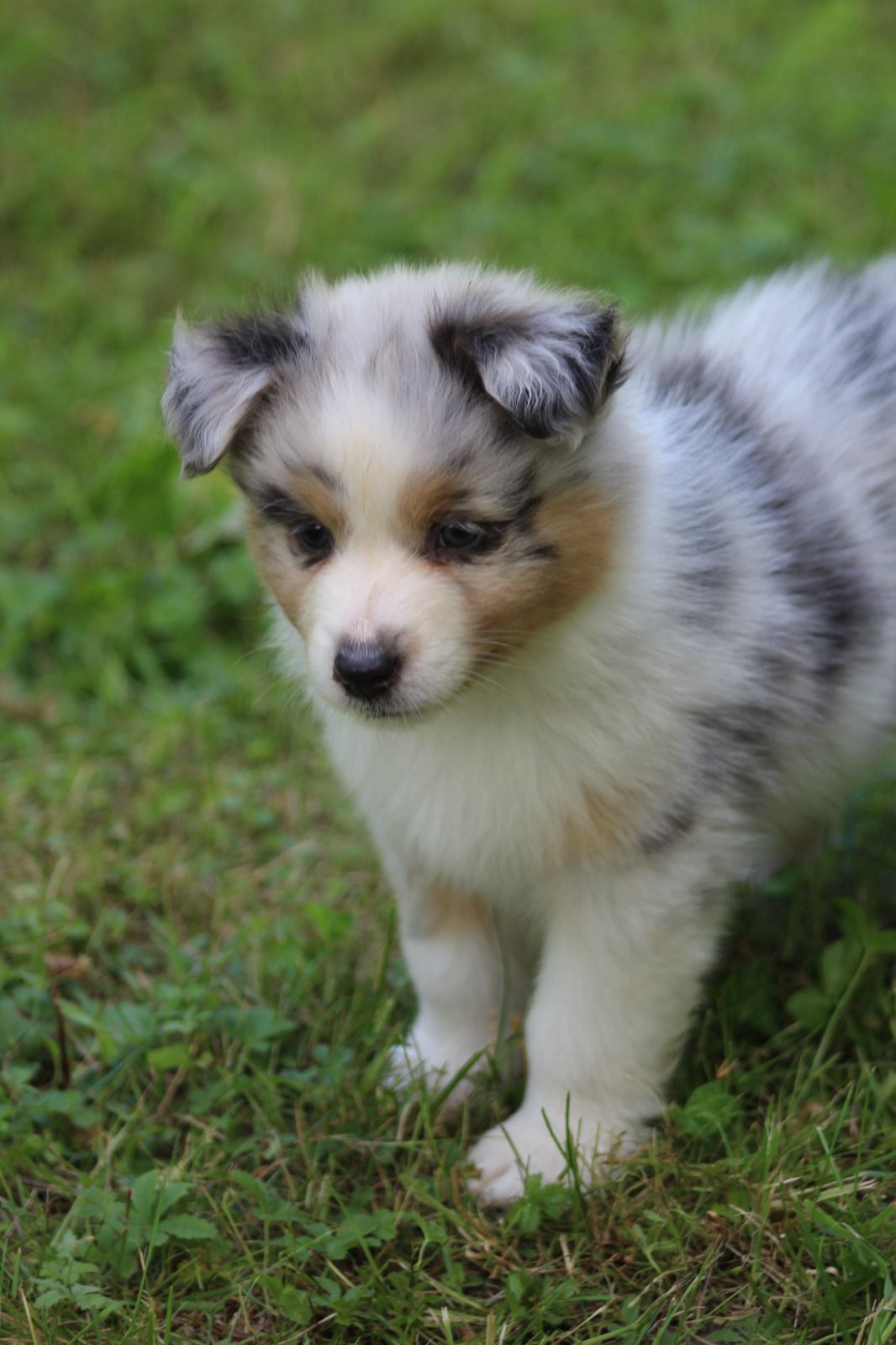 Chiot Berger Australien, Bleu merle, queue longue