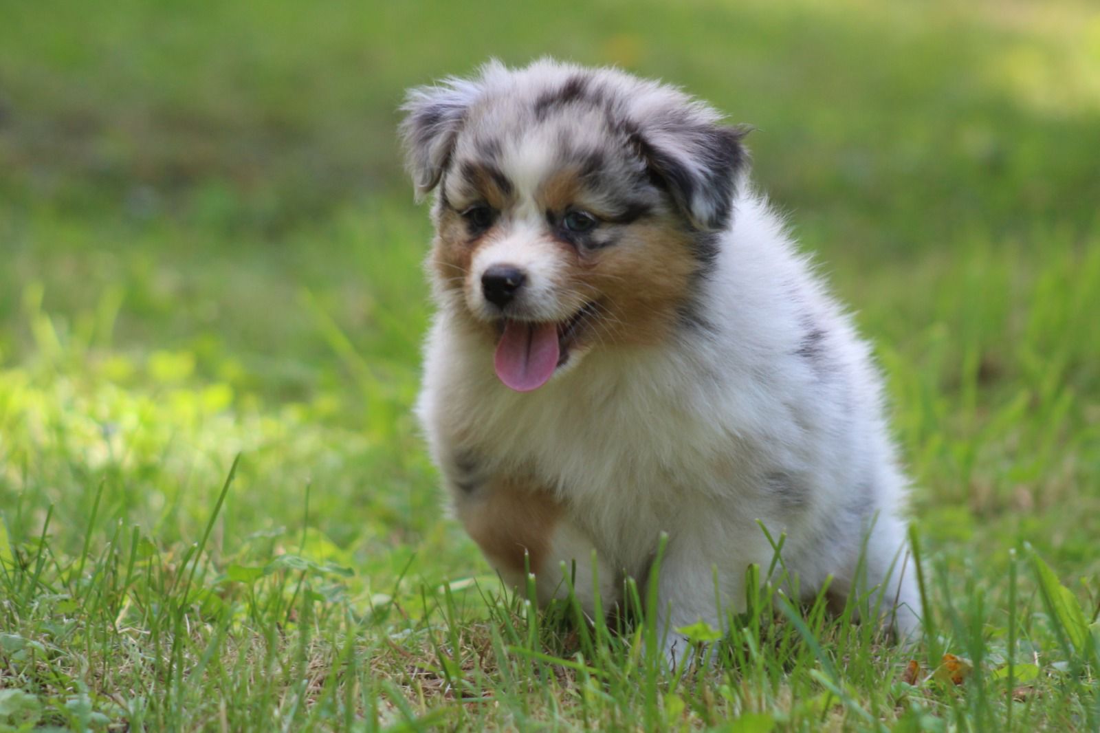 Chiot Berger Australien, Bleu merle, queue longue. Uniquement pour compagnie
