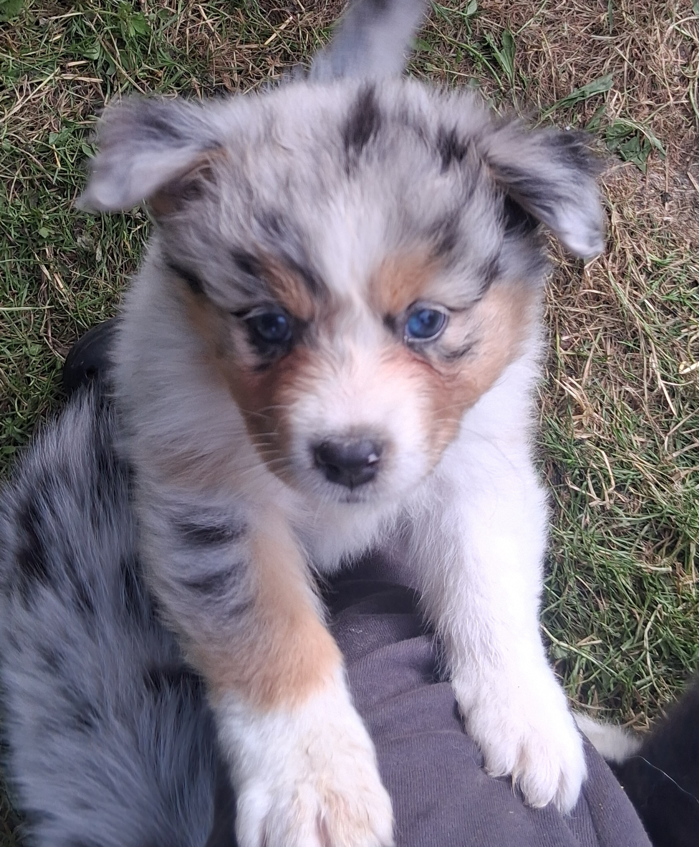 Chiot Berger Australien, Bleu merle, queue longue. Uniquement pour compagnie