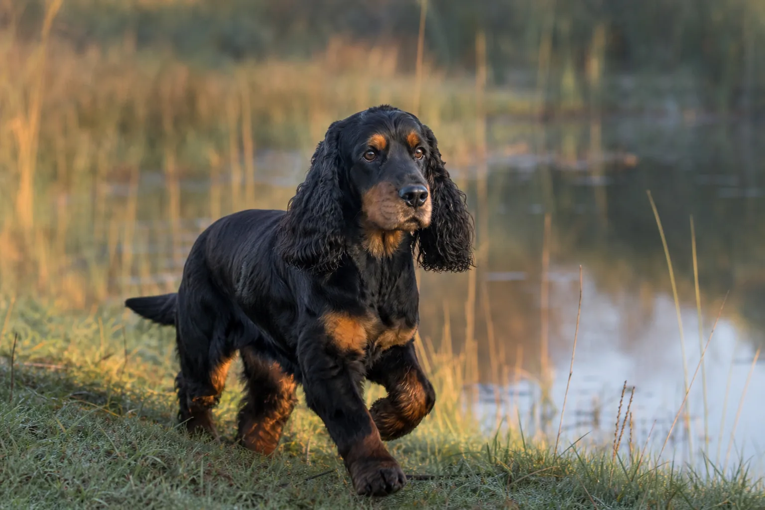 Oscar au bord de l’étang dans la lumière du soir
