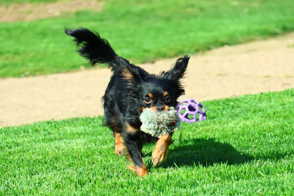 Midnight Lady Angela’s Toys, Russkiy Toy, moment de jeu au jardin