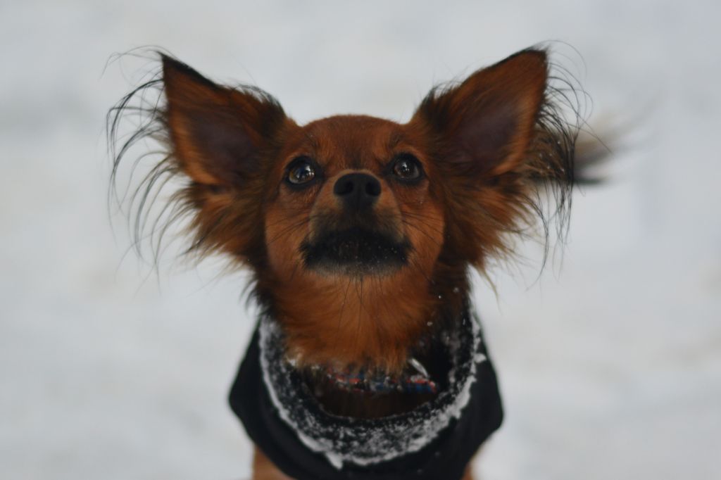 Ulyx De la Nouknoukerie, Russkiy Toy, portrait dans la neige