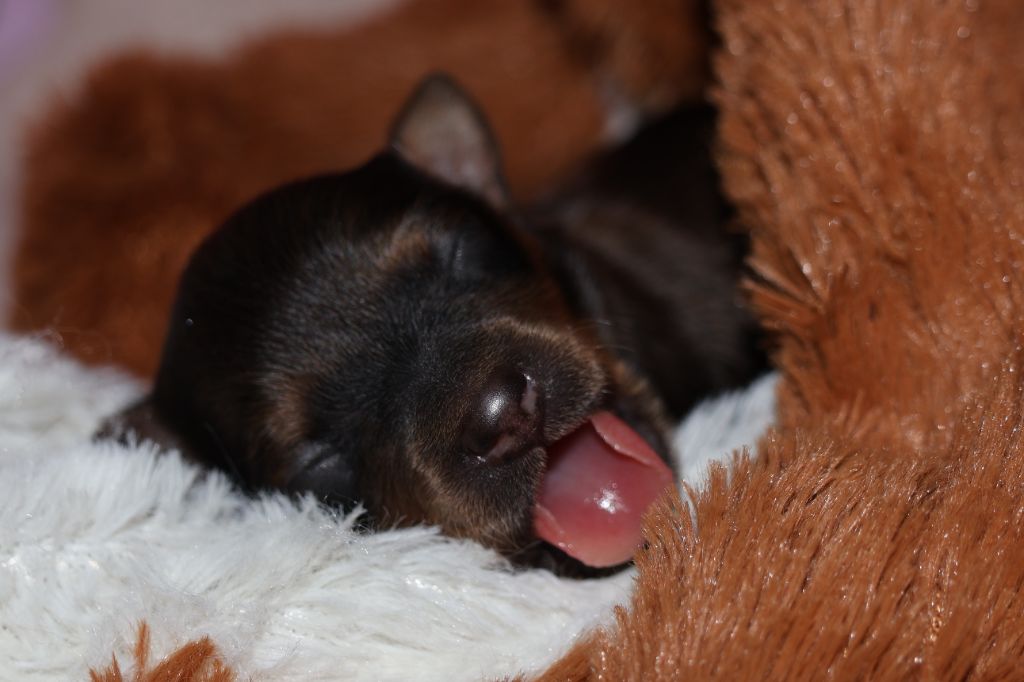 Chiot Russkiy Toy fauve dans la maison de l’élevage