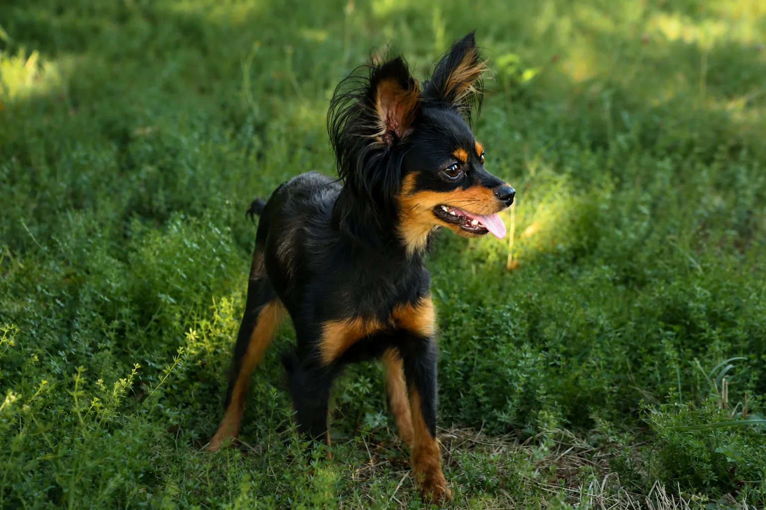 Akira, photo 15
