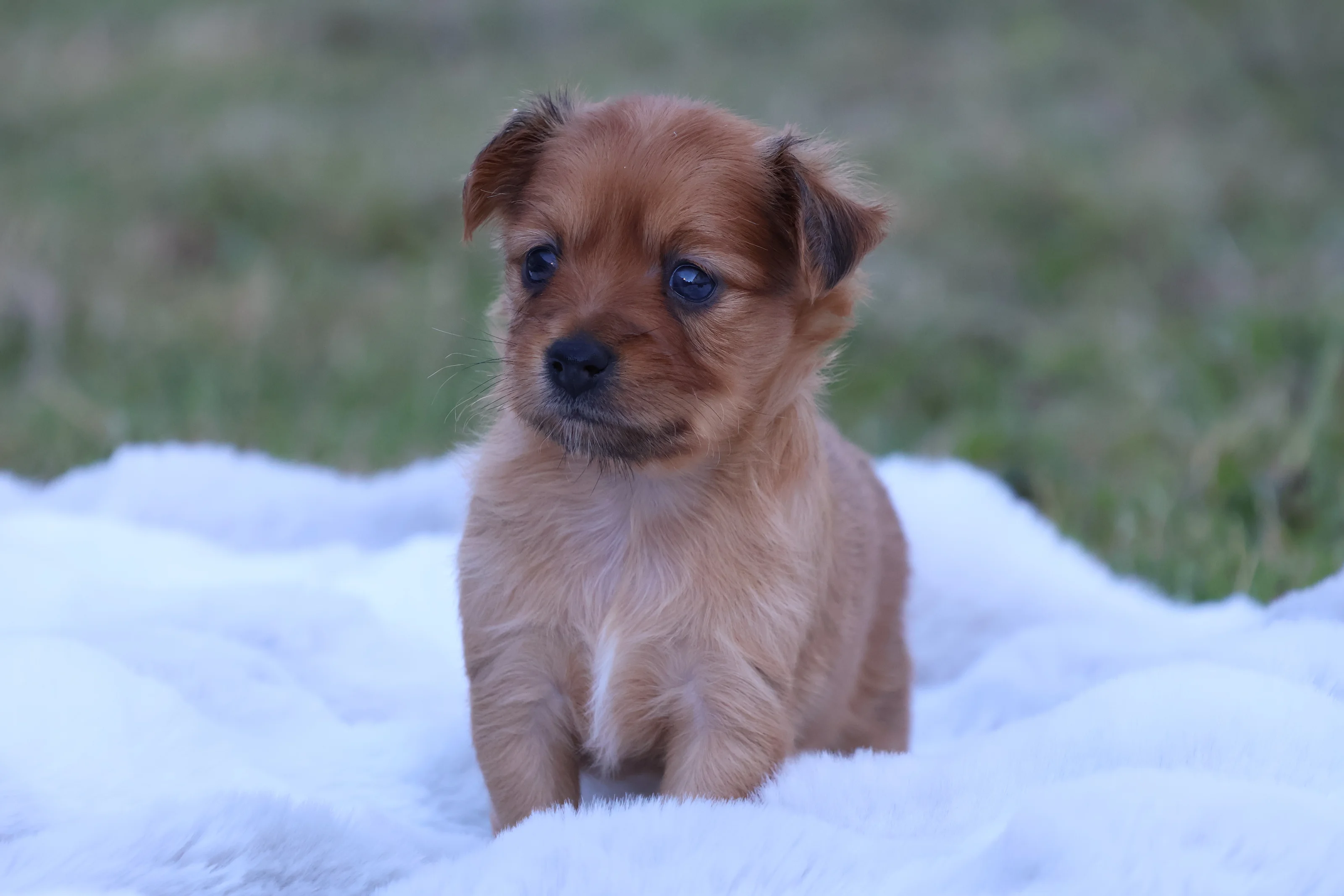 Chiot Baïko