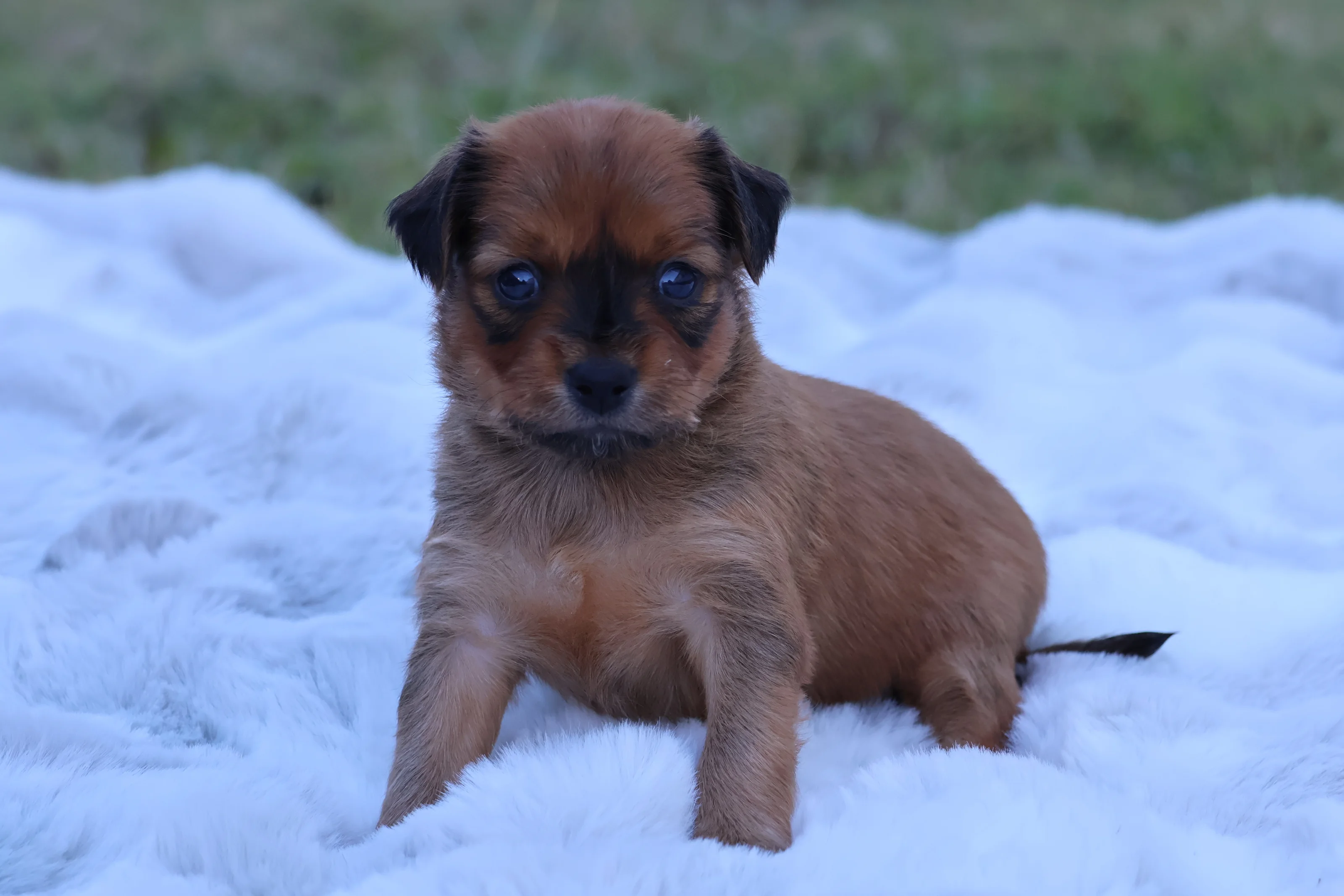 Chiot Basko