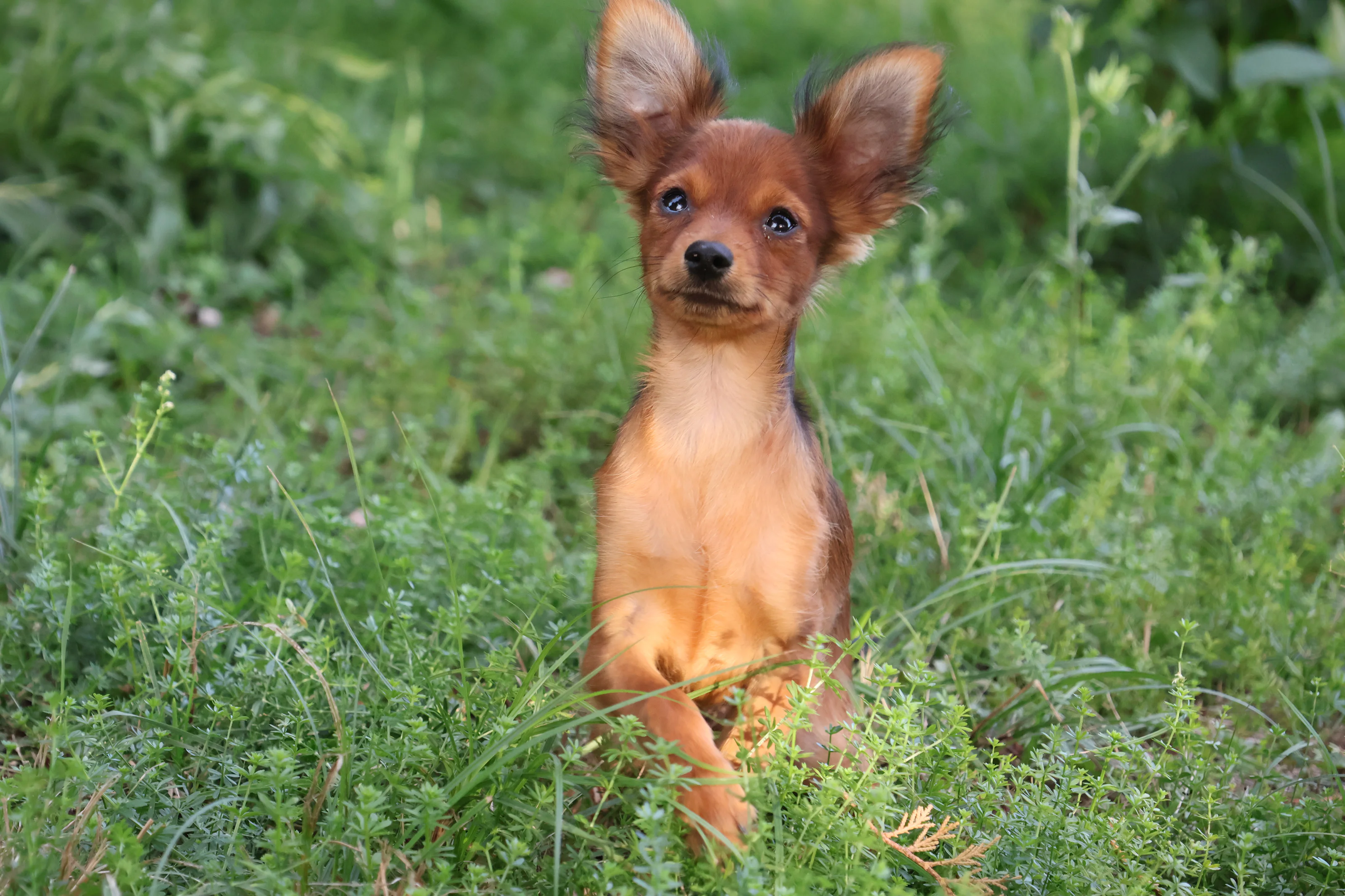 Chiot Benjy