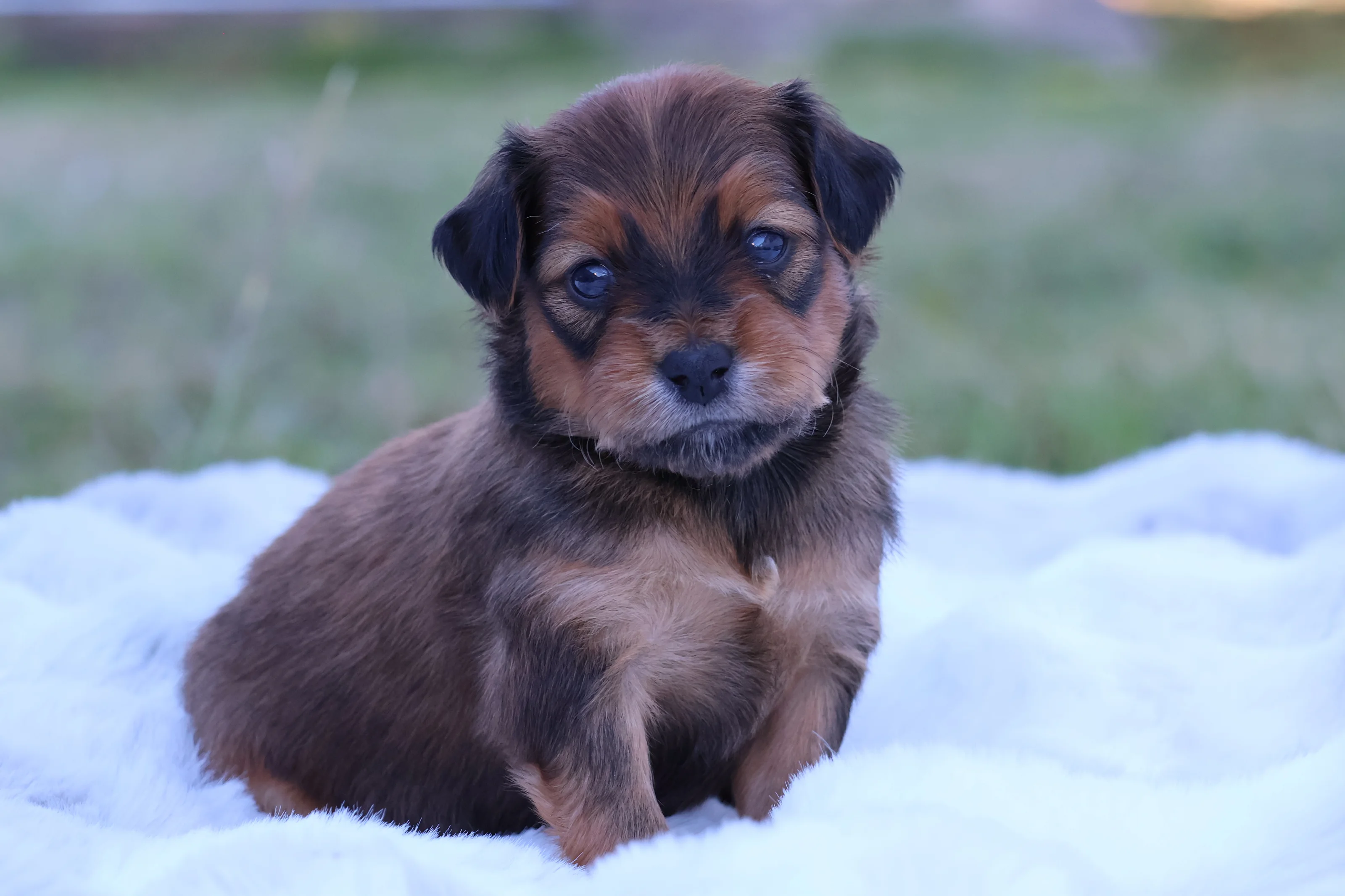 Chiot Berok