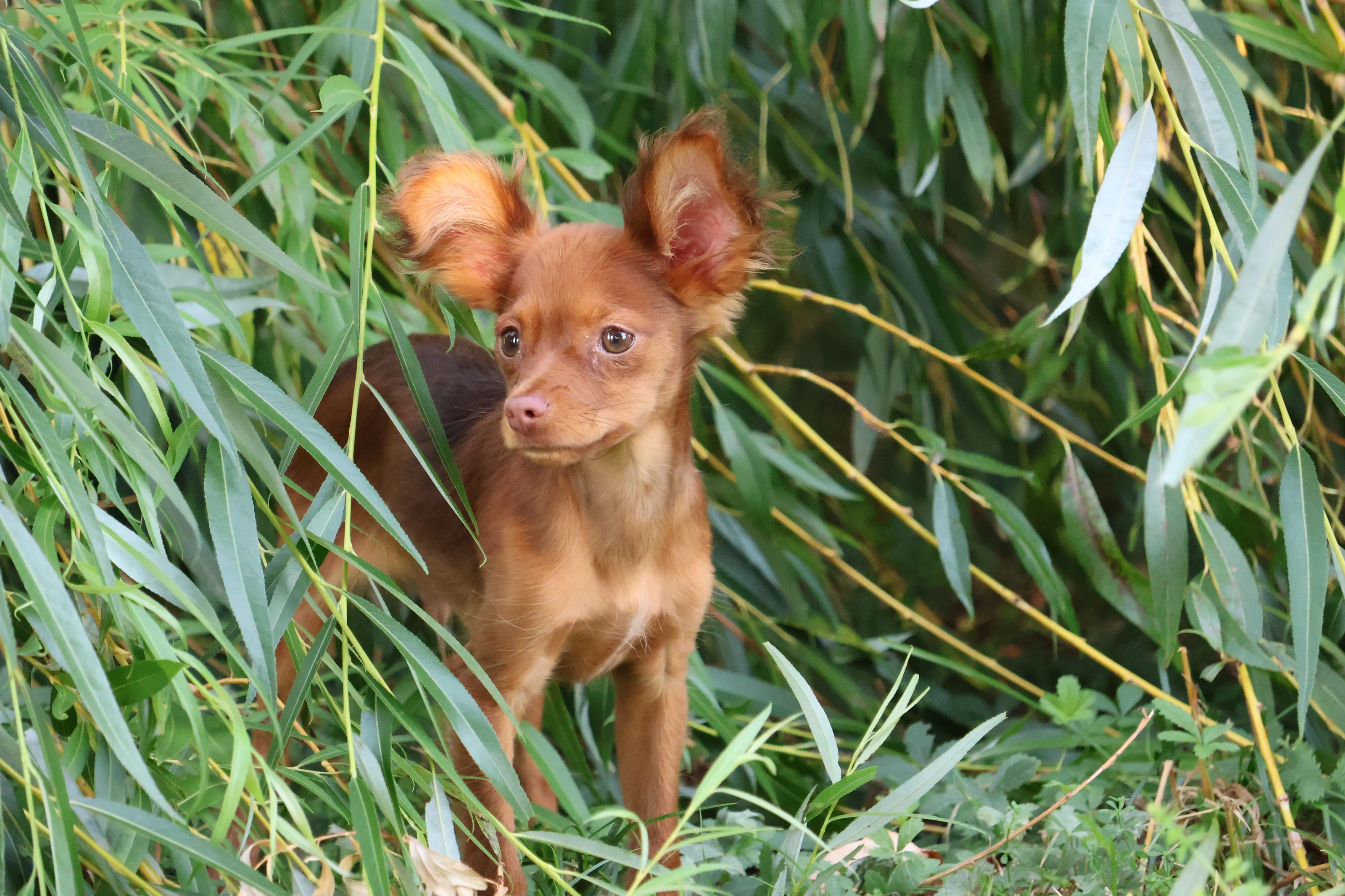 Chiot Bolton