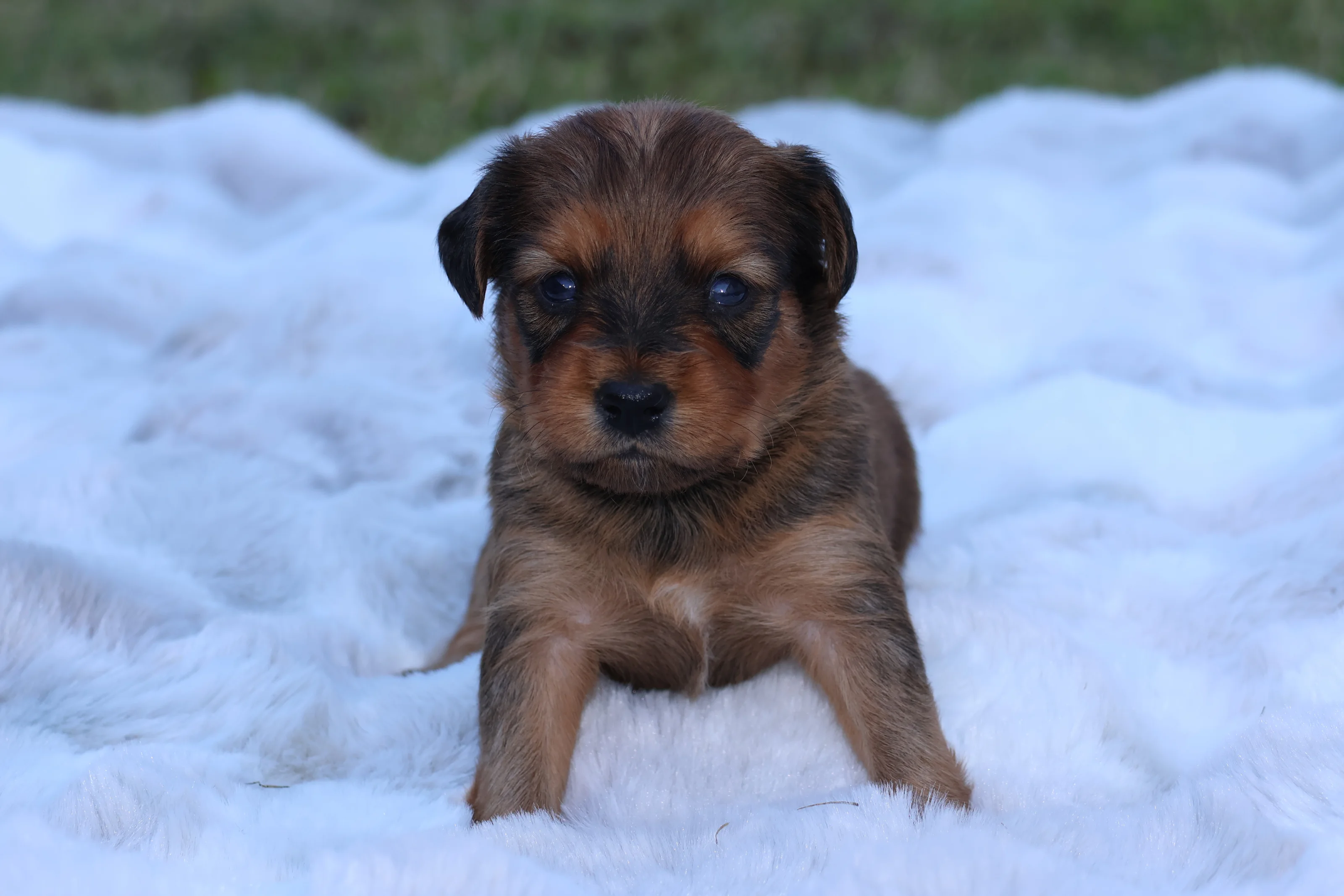 Chiot Bran