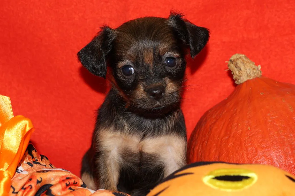 Chiot Russkiy Toy fauve très charbonné à poil long de l’élevage La Nouknoukerie, photographié dans un décor d’Halloween.