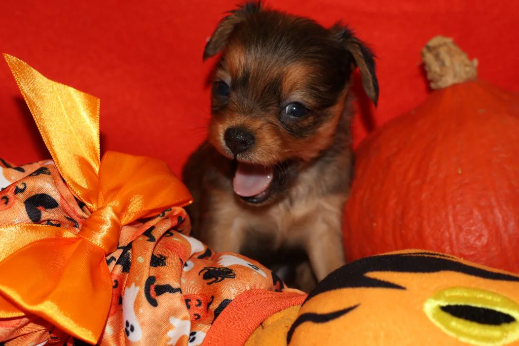 Chiot Russkiy Toy fauve charbonné à poil long de l’élevage La Nouknoukerie, dans un décor d’Halloween.