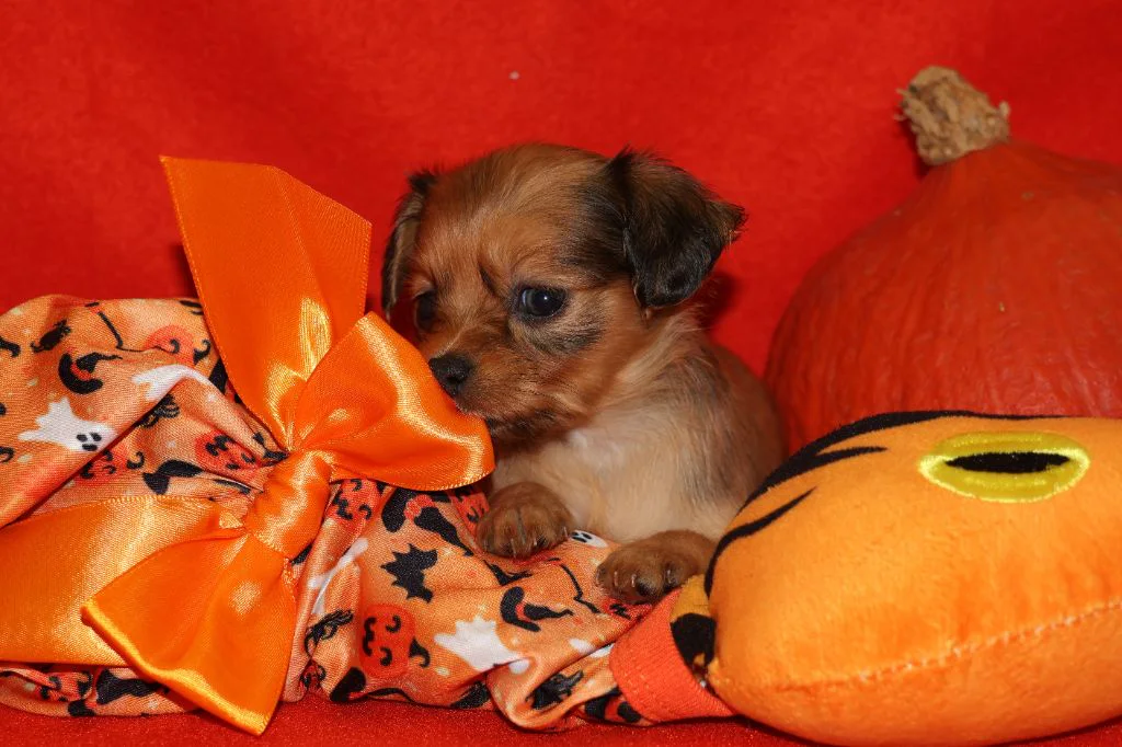 Chiot Russkiy Toy fauve à poil long de l’élevage La Nouknoukerie, photographié dans un décor d’Halloween.