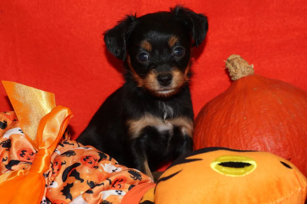Chiot Russkiy Toy noir et feu à poil long de l’élevage La Nouknoukerie, photographié dans un décor d’Halloween.