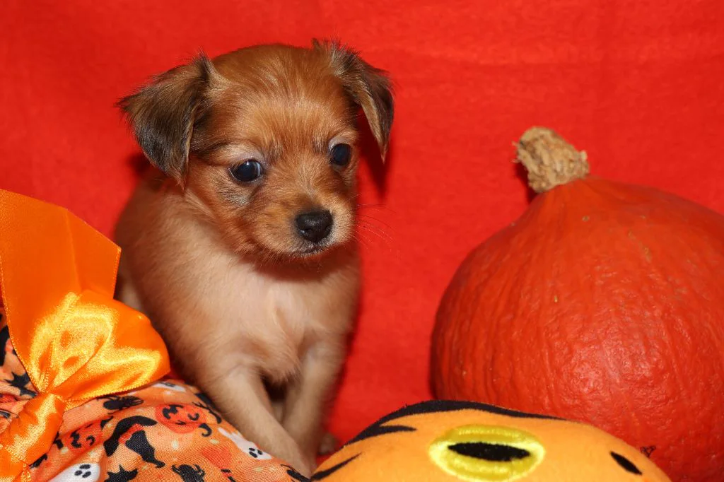 Chiot Russkiy Toy fauve à poil long de l’élevage La Nouknoukerie, photographié dans un décor d’Halloween.