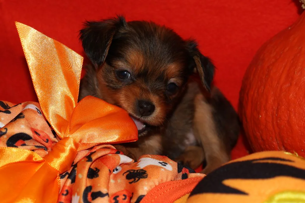 Chiot Russkiy Toy fauve rouge charbonné à poil long de l’élevage La Nouknoukerie, photographié dans un décor d’Halloween.